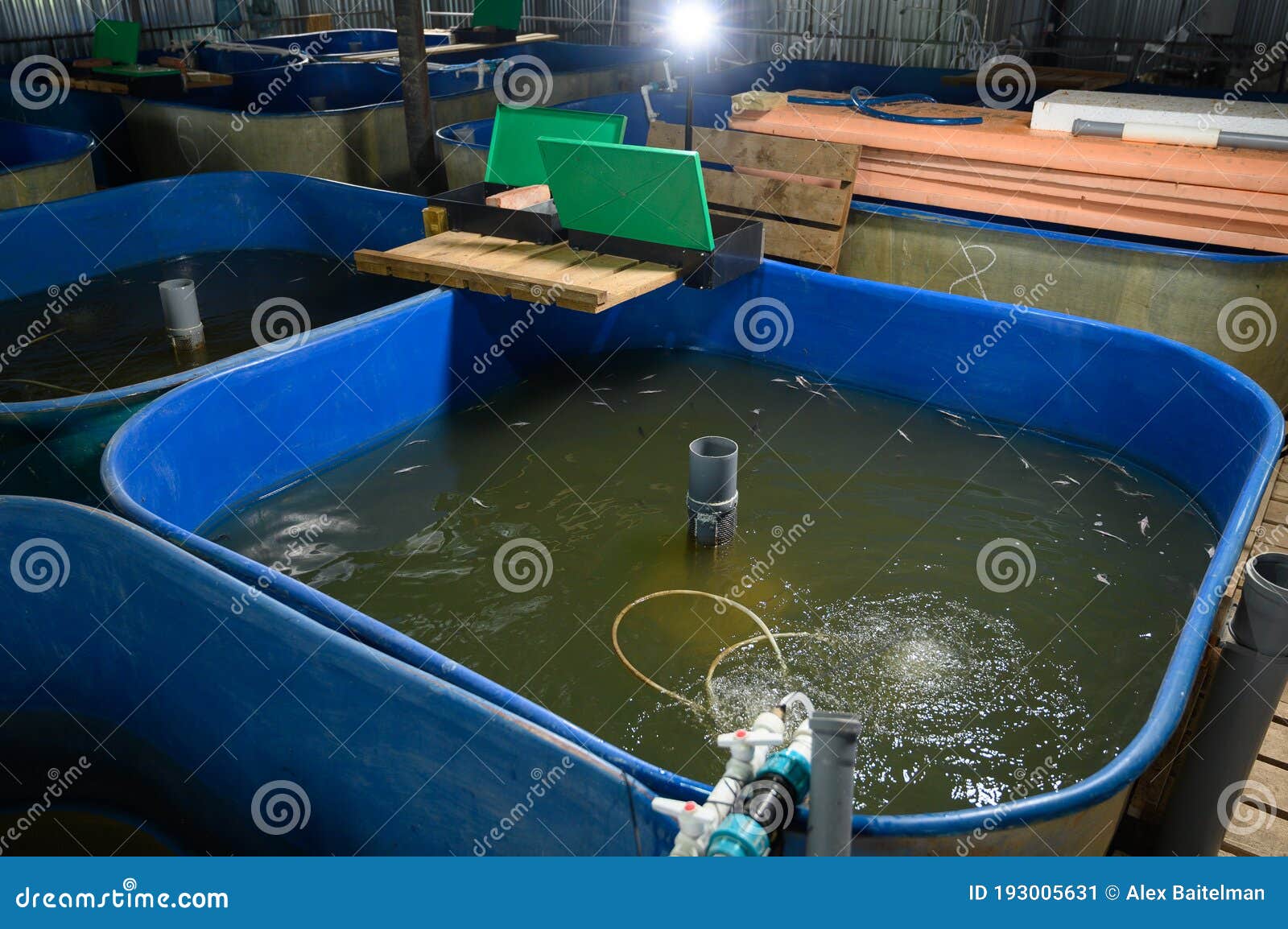 Fish Farm for Breeding Sturgeon.Pool for Breeding Sturgeon Fish Stock