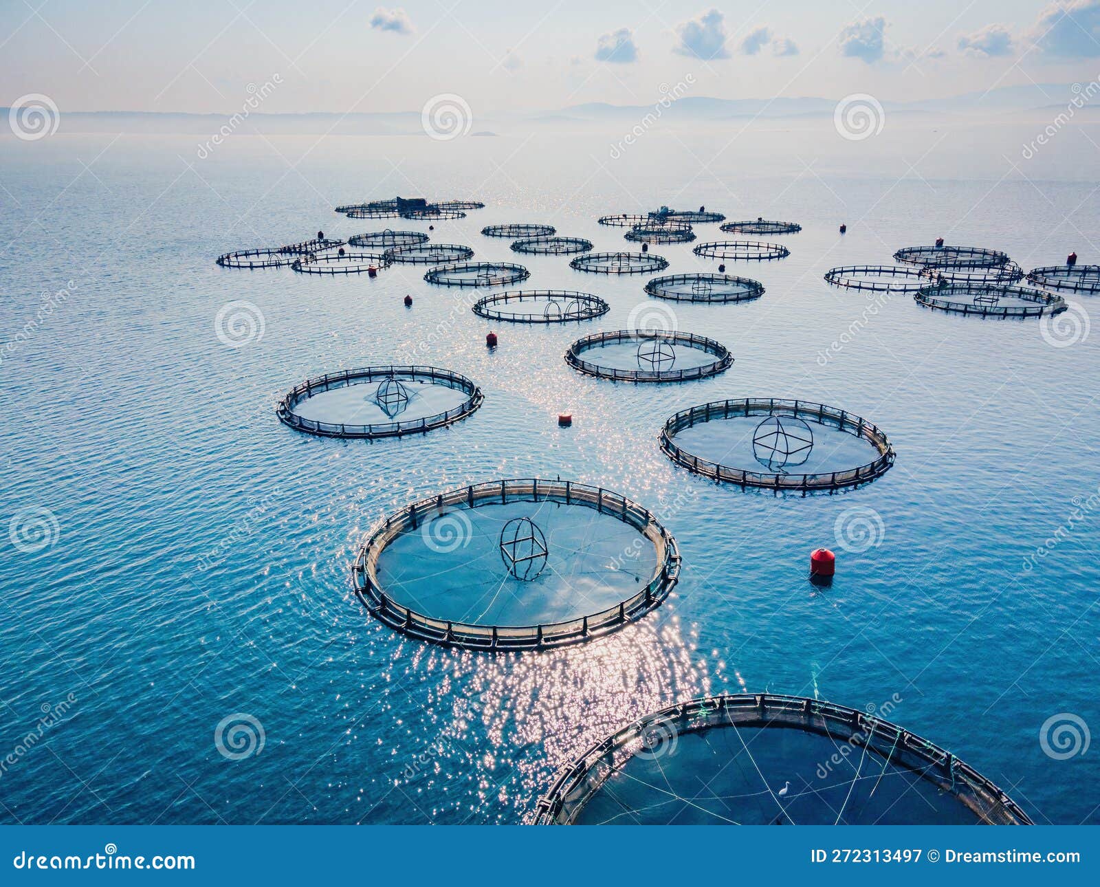 Fish Farm Floating Net Sea Water Surface Stock Image - Image of seafood,  drone: 272313497