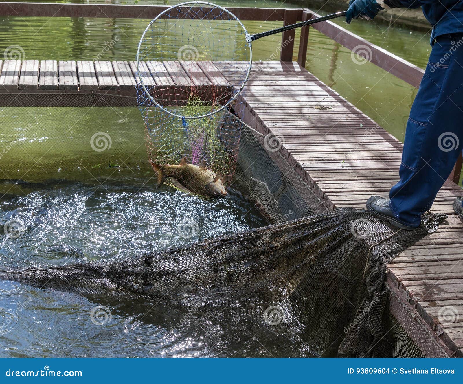 Fishing Hoop Net Stock Photos - Free & Royalty-Free Stock Photos from  Dreamstime