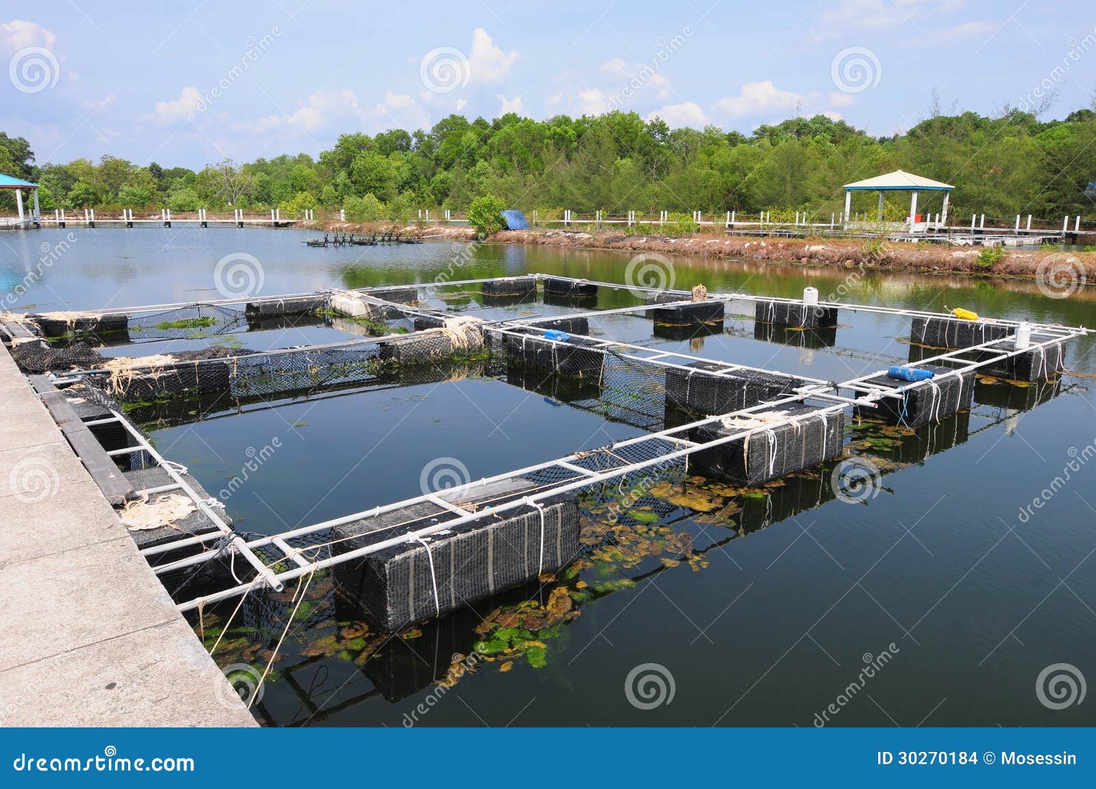 Fish farming net stock photo. Image of gate, feed, pond - 30270184