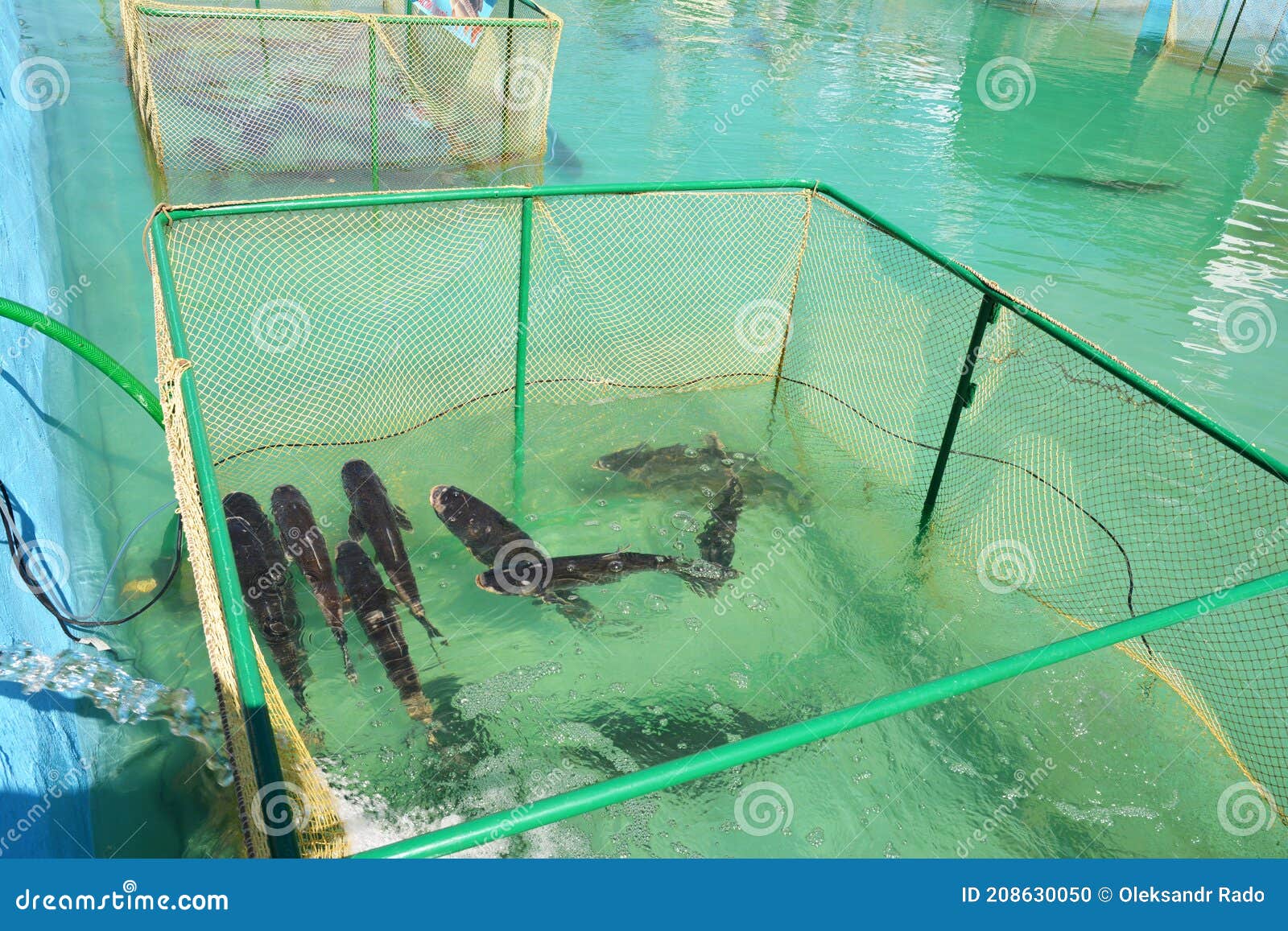 Fish Farming in Tanks, a Net Cage As a Form of Aquaculture, when