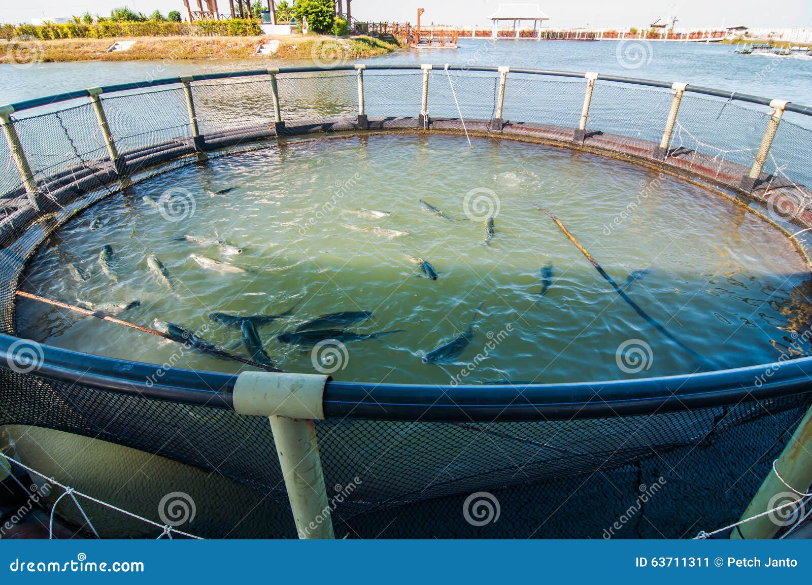 Fish farming at thailand. stock image. Image of aquaculture 63711311