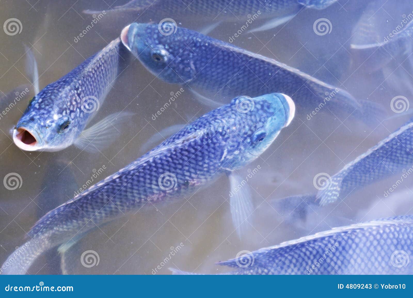 Fish feeding time stock image. Image of tropic, tropical 4809243