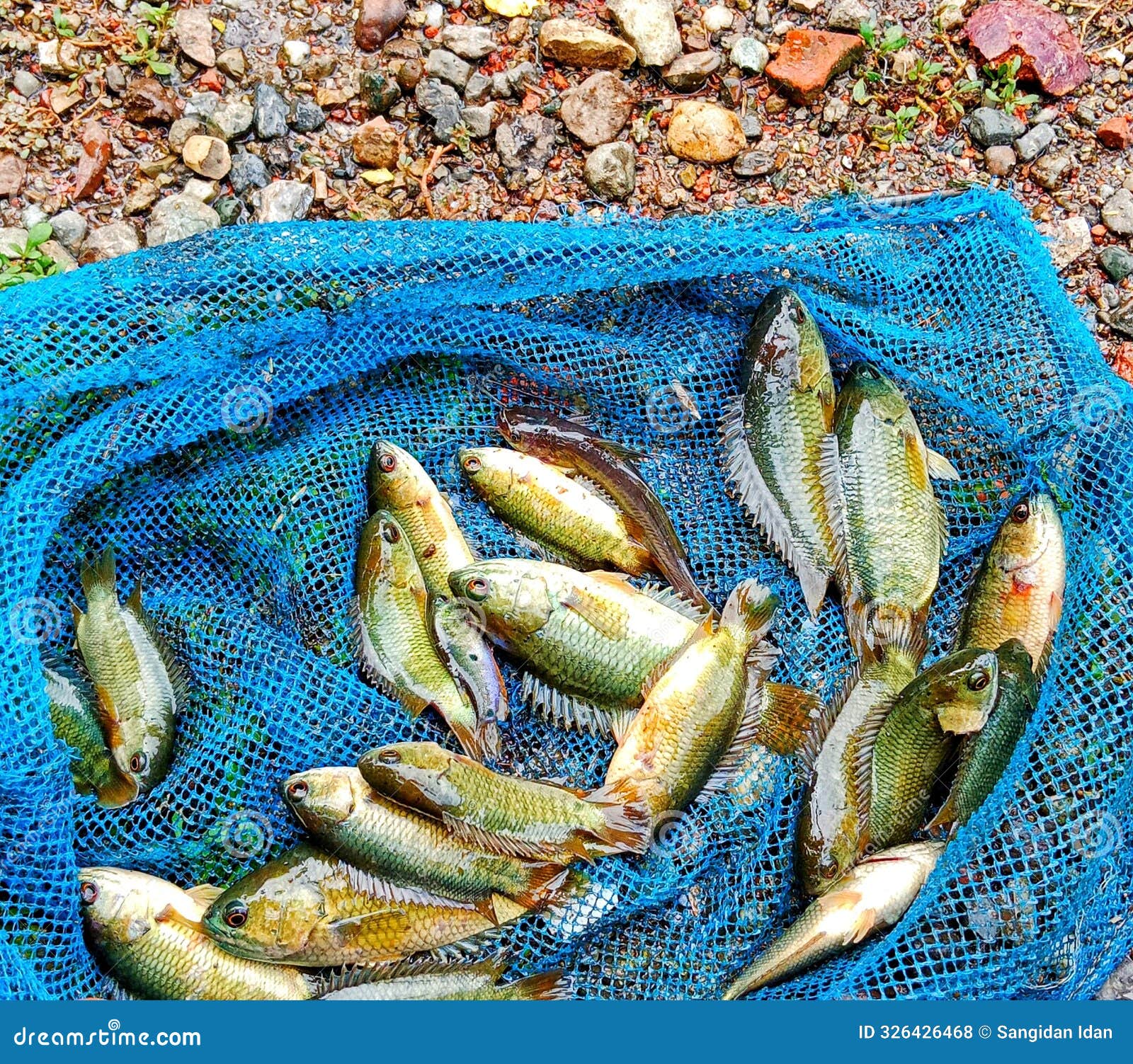 fish finders get lots of anabas testudineus fish by using small nets in the river