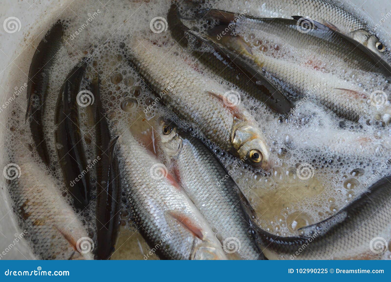 Fish Fish in the Bucket Catch Ecology Stock Image - Image of soggy,  ecology: 102990225