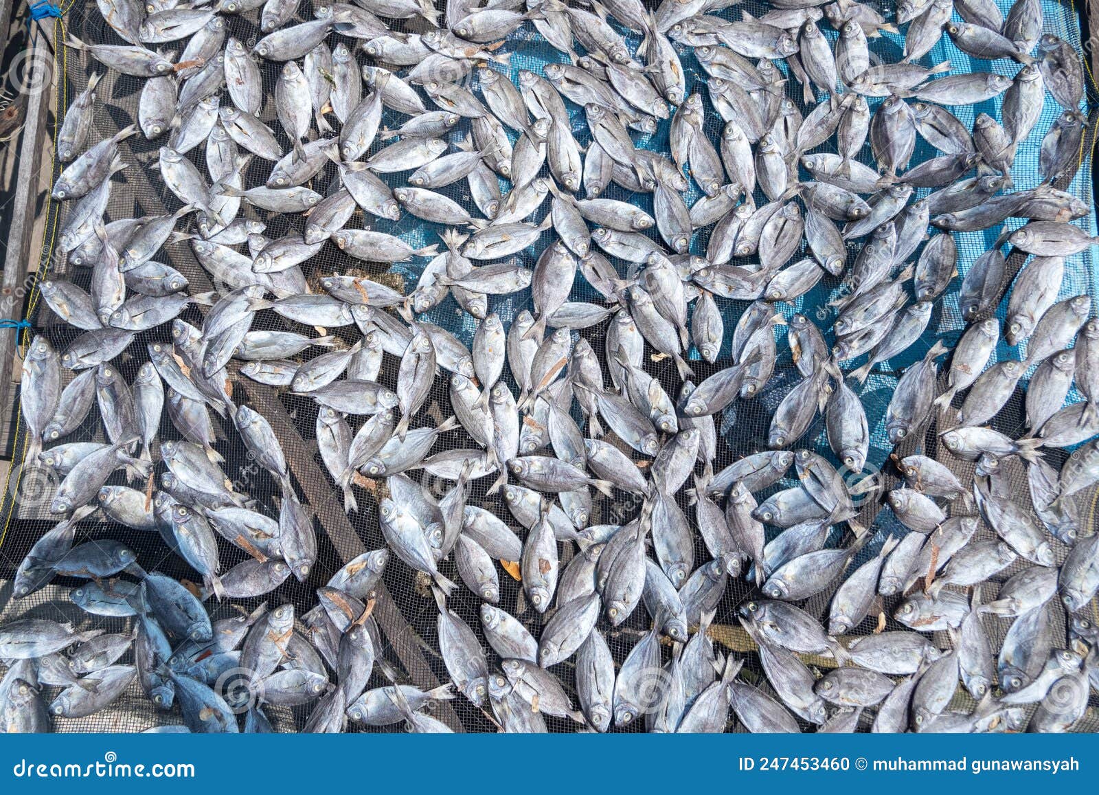 Fish from Fishermen that are Dried in the Sun To Make it More Durable