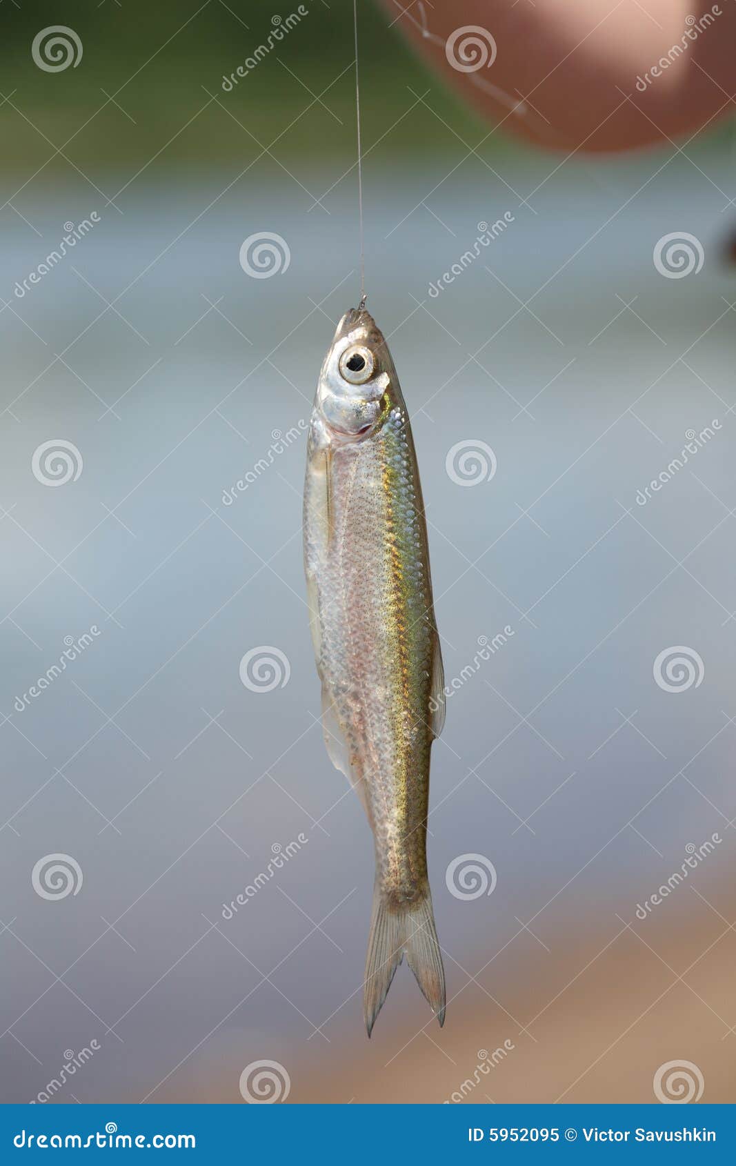 Fish on fishing line stock image. Image of colored, macro 5952095