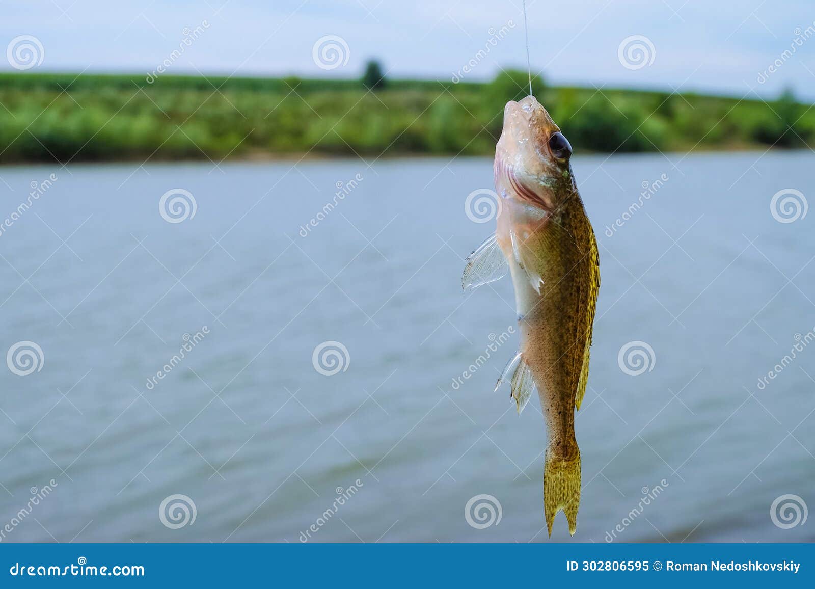 https://thumbs.dreamstime.com/z/fish-fishing-line-caught-pond-fish-fishing-line-caught-pond-caught-hook-live-ruffe-fish-302806595.jpg