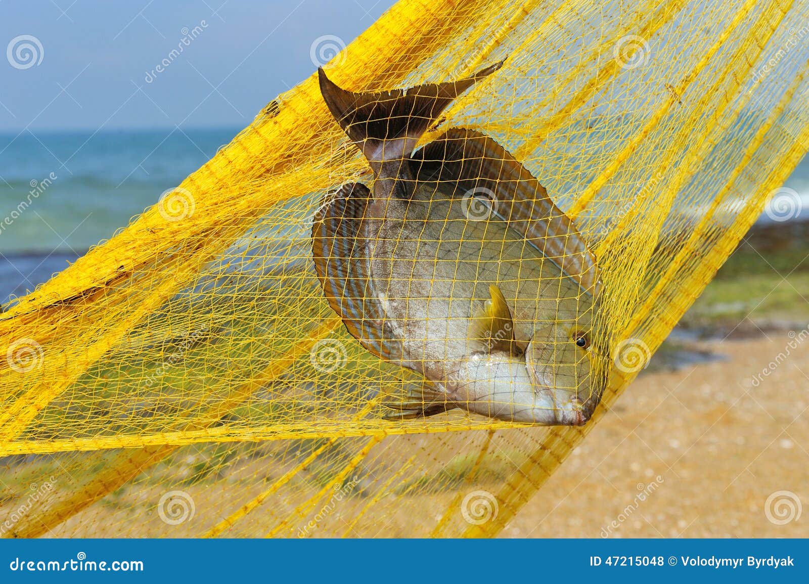 Fish in a fishing nets stock photo. Image of food, fisherman - 47215048