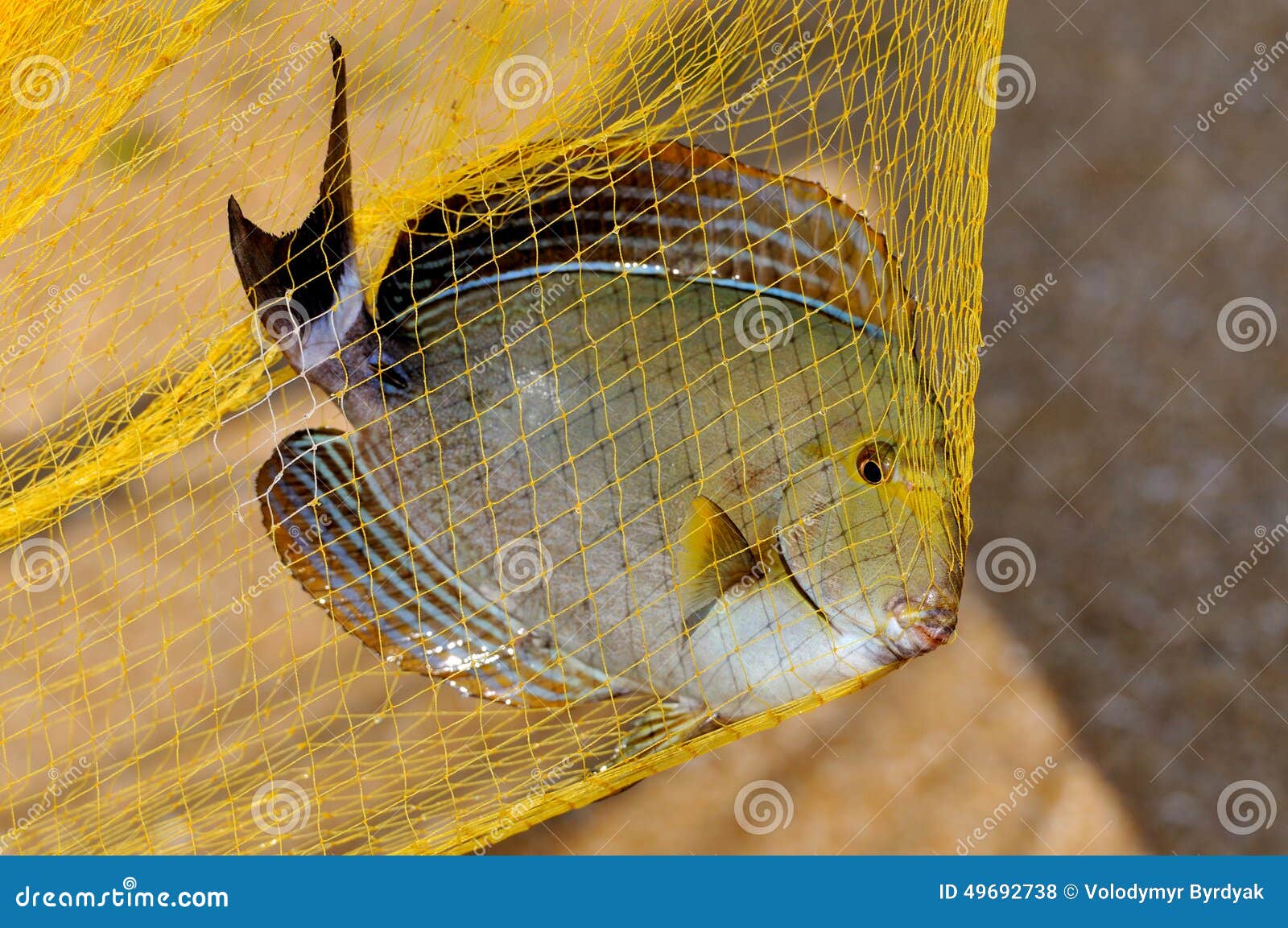 Fish in a fishing nets stock photo. Image of people, hand - 49692738