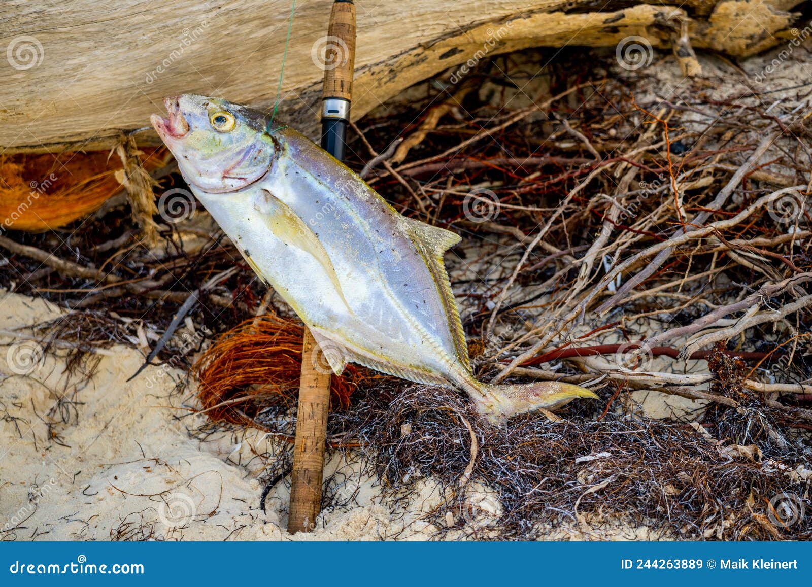 Silver Fish on Beach Aside Robe Stock Image - Image of seafood