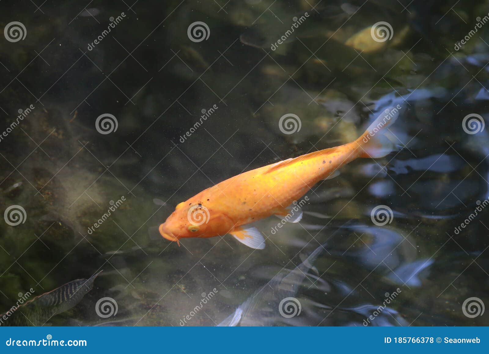 A Fish Float in an Artificial Pond, View from Above Stock Photo Image