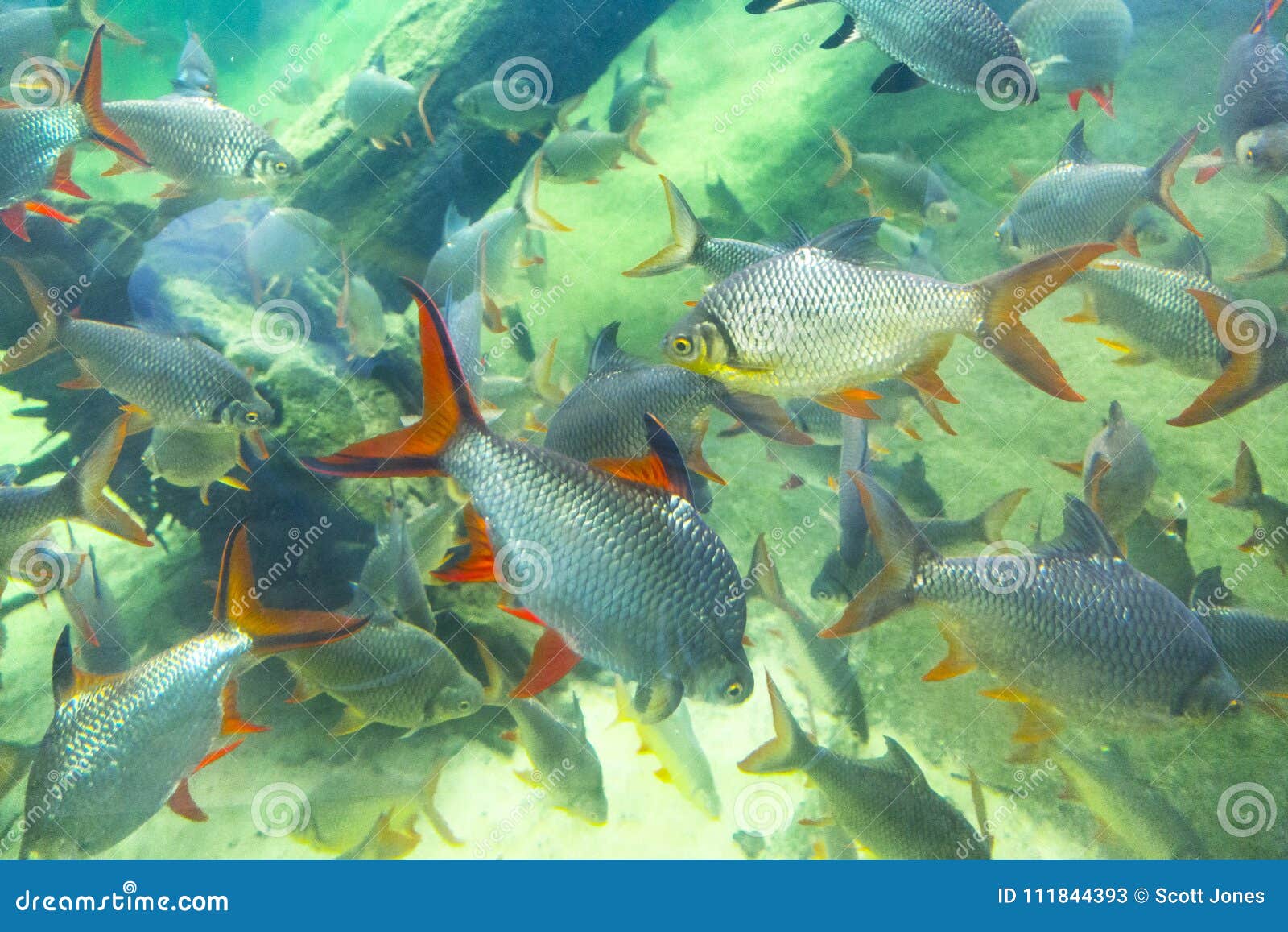 Fish in a Florida Aquarium stock image. Image of fish 111844393