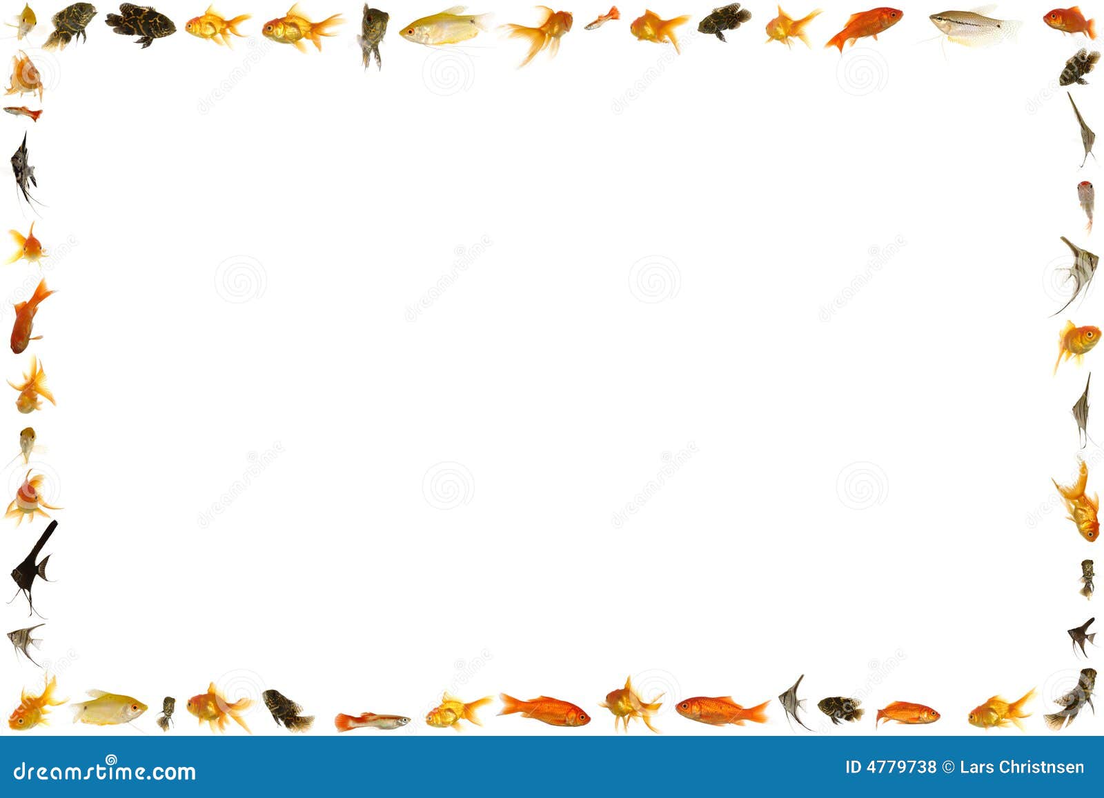 Fish Frame Isolated On White Background Royalty Free Stock Photos