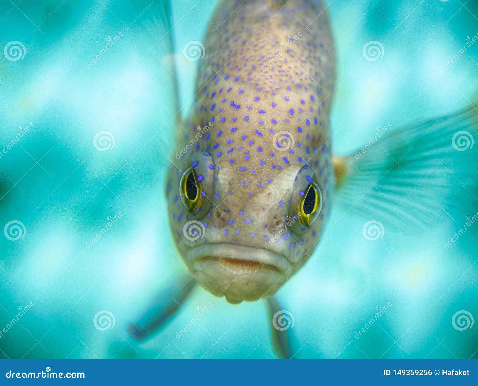 Fish front view stock photo. Image of blue, single, expression