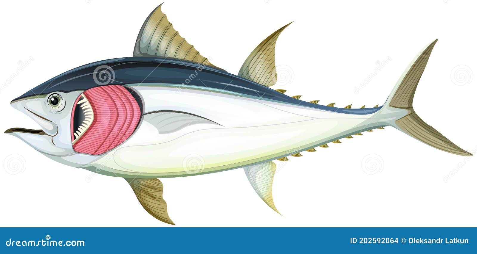 Fish with Gills on White Background Illustration Stock Vector