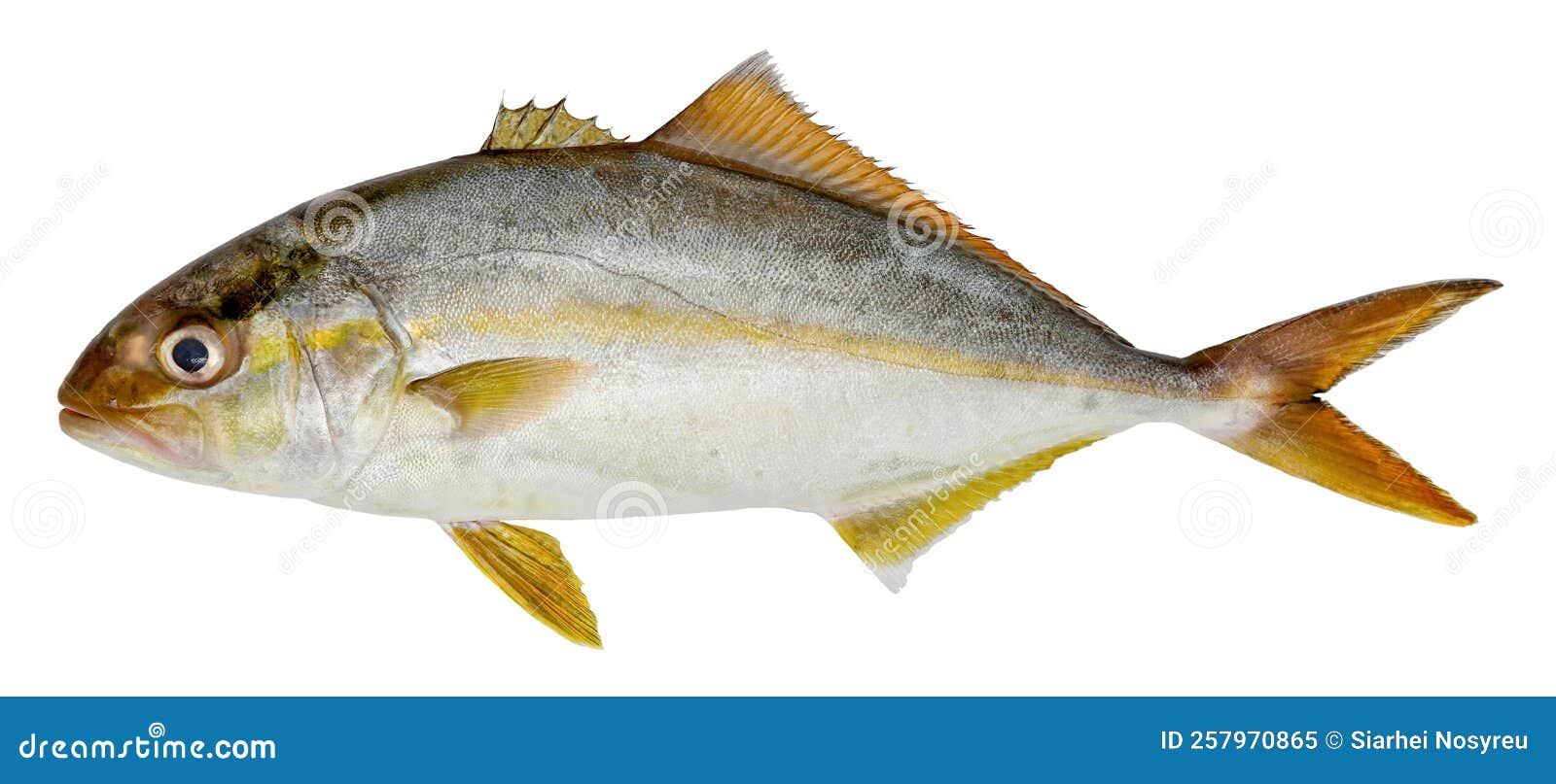 Fish Greater Amberjack Isolated on White Background Seriola Dumerili