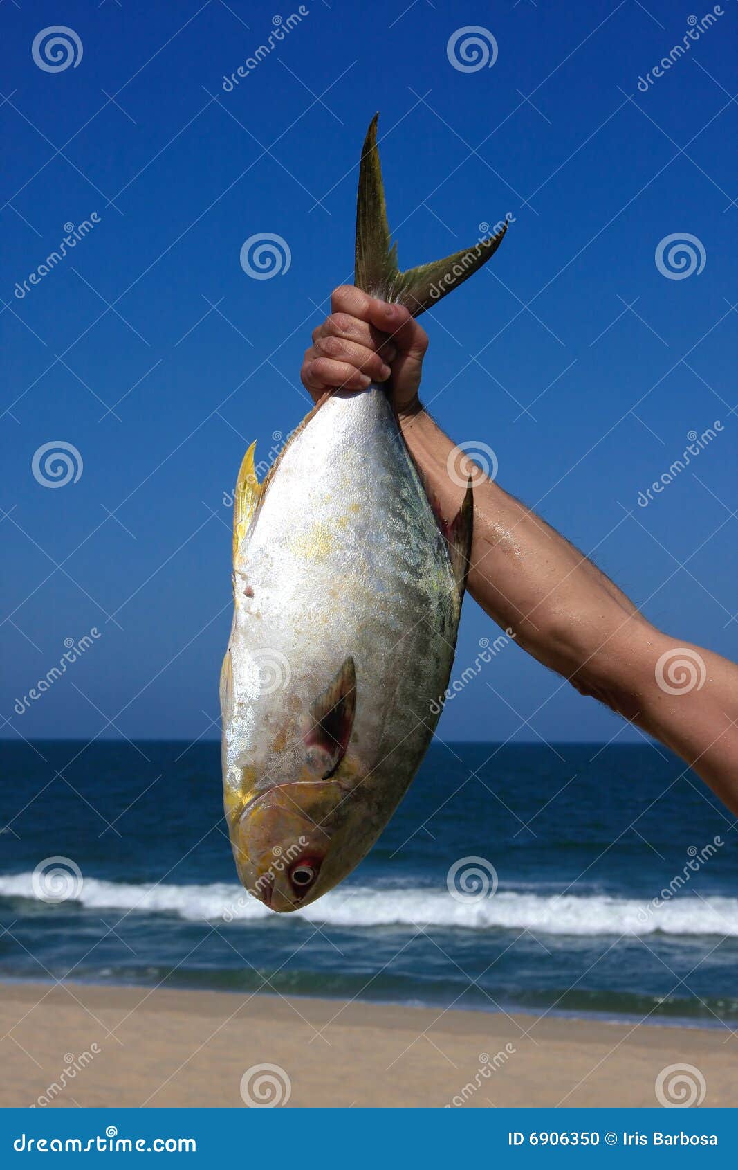 Fish hand stock photo. Image of hand, animals, fisher 6906350