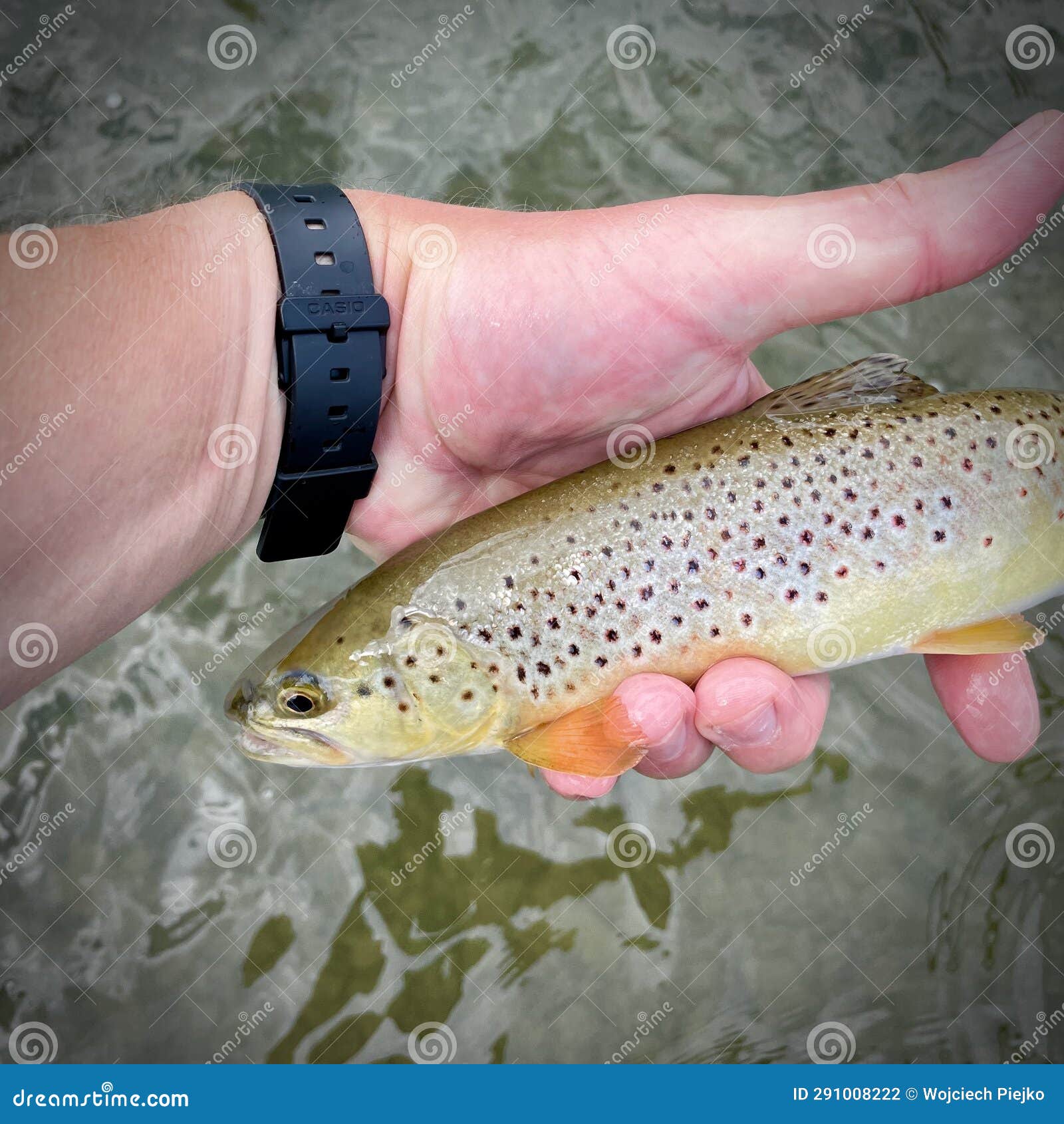 Fish in hand. Brook trout stock photo. Image of caught 291008222