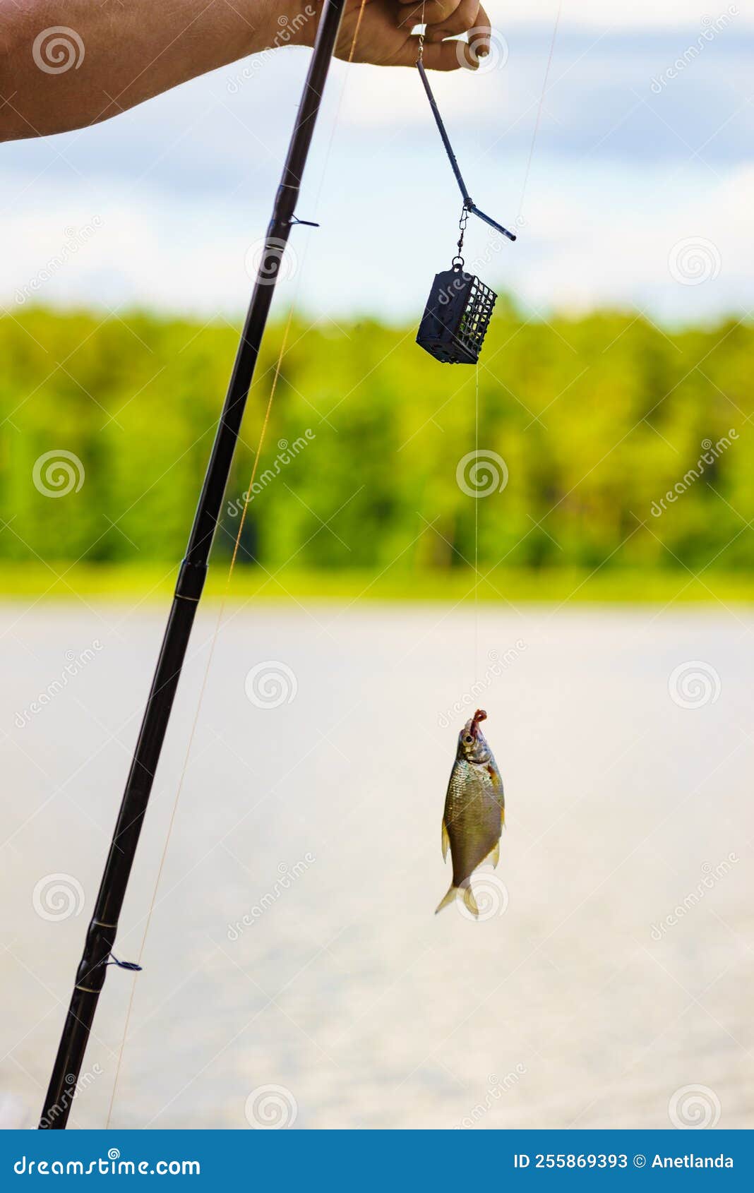 Fish Hanging on Hook on Fishing Rod Stock Image - Image of hand