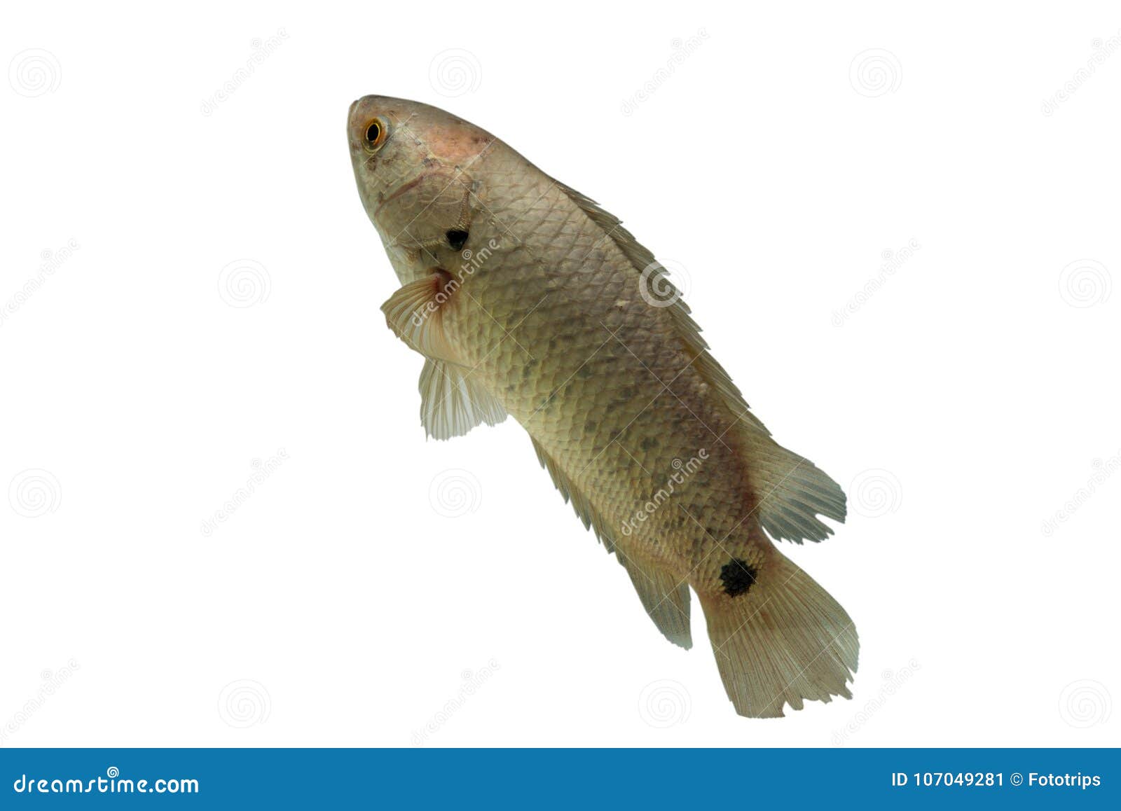 a fish has name climbing perch or scientific name anabas testudineus  on white background ,it is economic fish