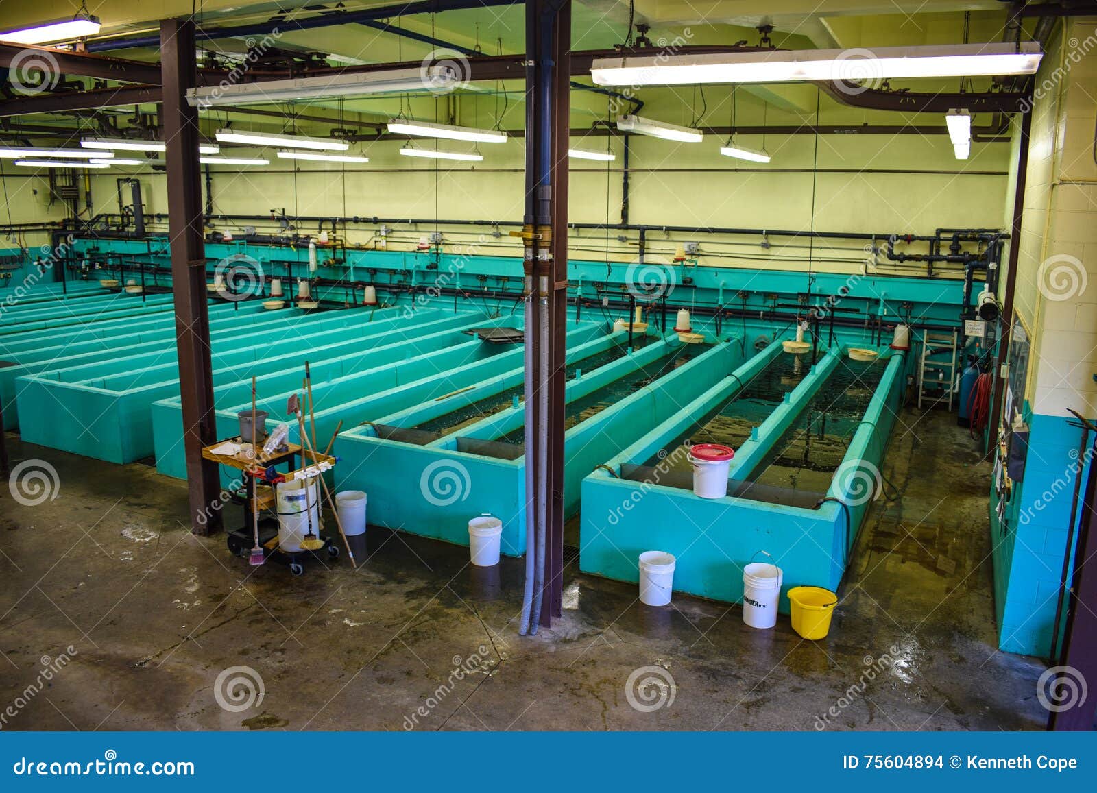Fish Hatchery Stock Image CartoonDealer 52581343 fish-hatchery-stock-image-cartoondealer-52581343