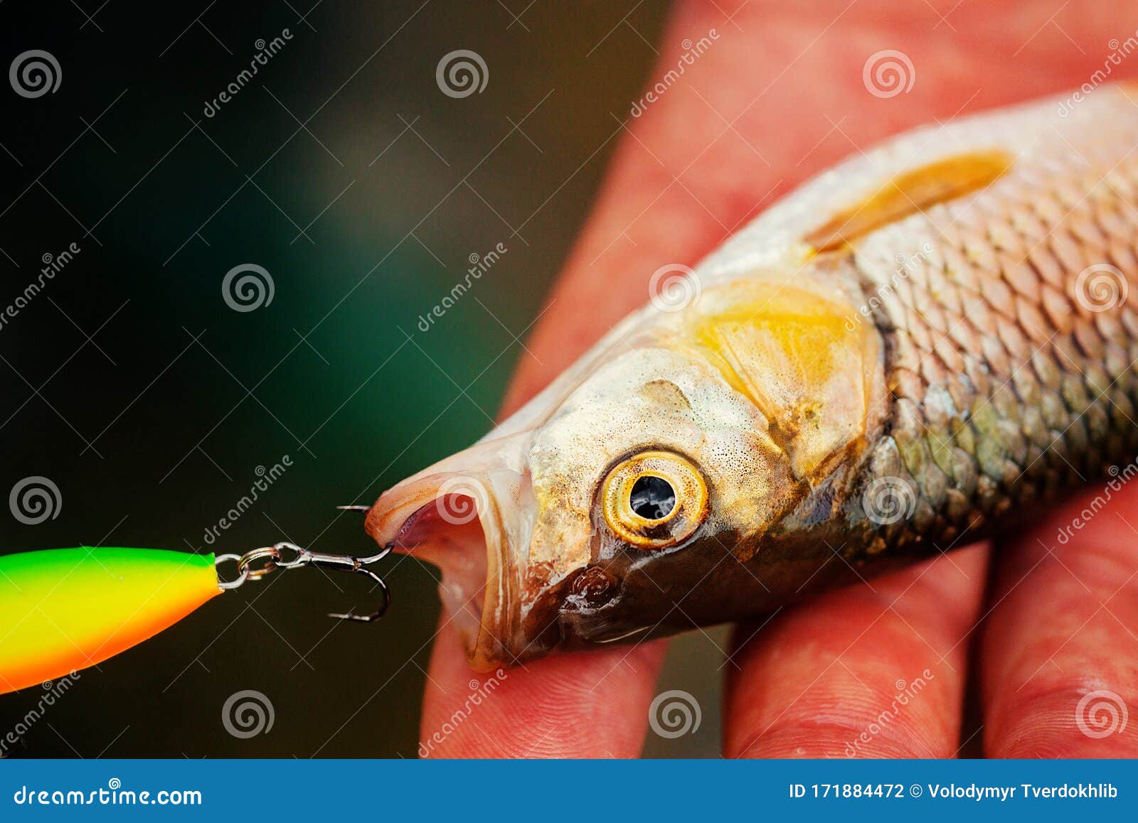 Fish Head and Fishing Hook. Bass Fishing. Stock Photo Image of