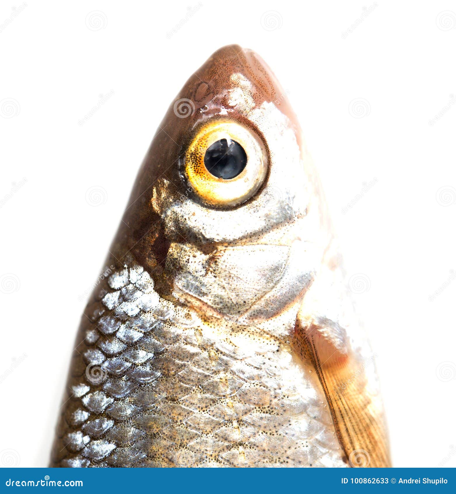 spanish macro fish spanish macro fish