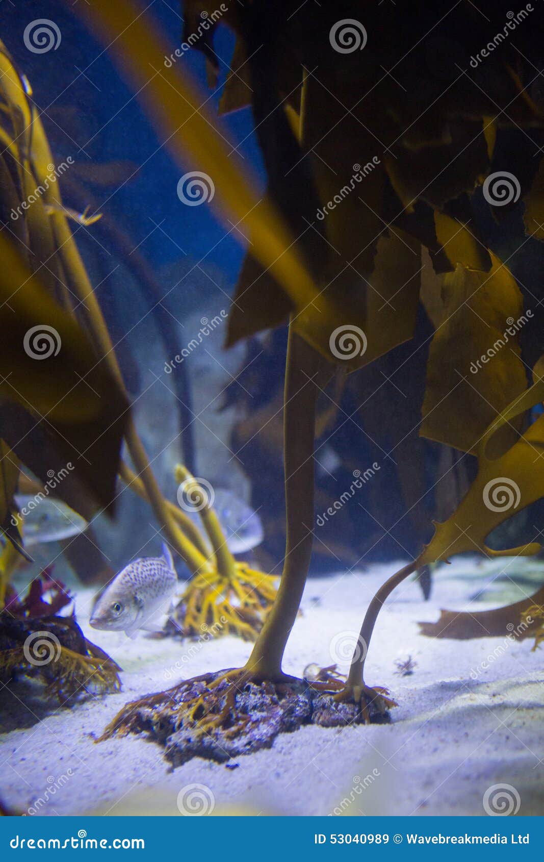 Fish Hiding Yellow Algae Stock Photos Free & RoyaltyFree Stock