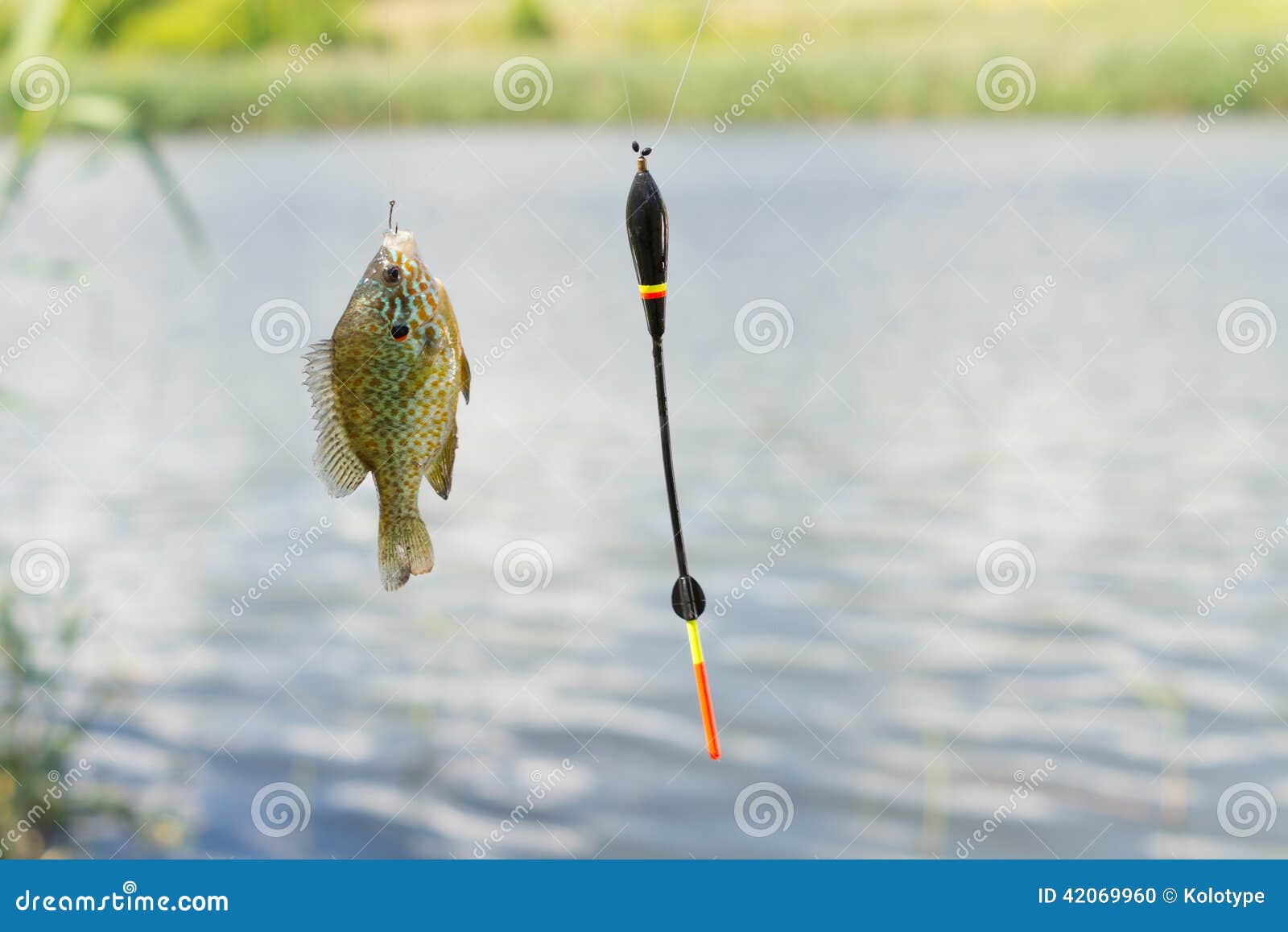 1,197 Fishing Hook Hanging Fishing Line Stock Photos - Free & Royalty-Free  Stock Photos from Dreamstime