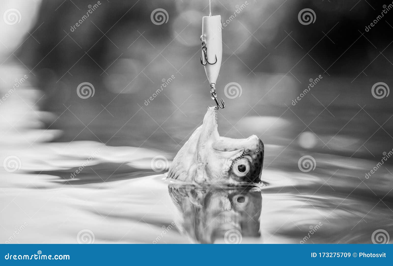 Fish Hook or Fishhook is Device for Catching Either by Impaling in Mouth.  Fish in Trap Close Up Stock Image - Image of outdoor, catching: 173275709