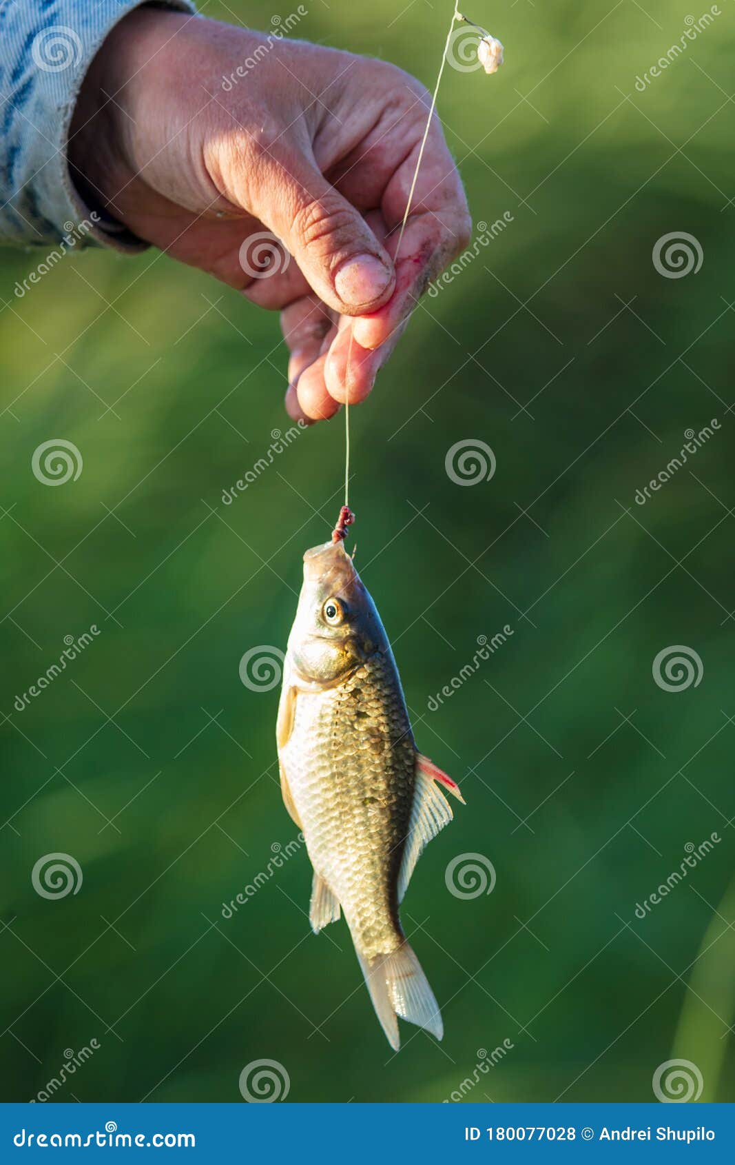 Fish on a Hook Fishing Rods in Nature Stock Photo Image of summer