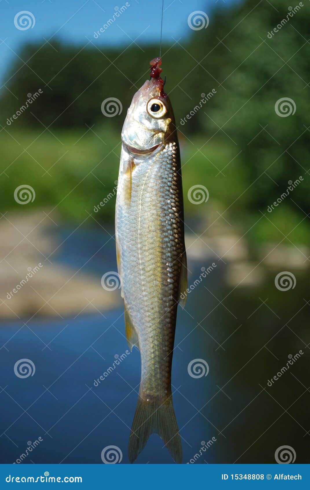 Fish On Hook And Line Royalty Free Stock Photos Image 15348808