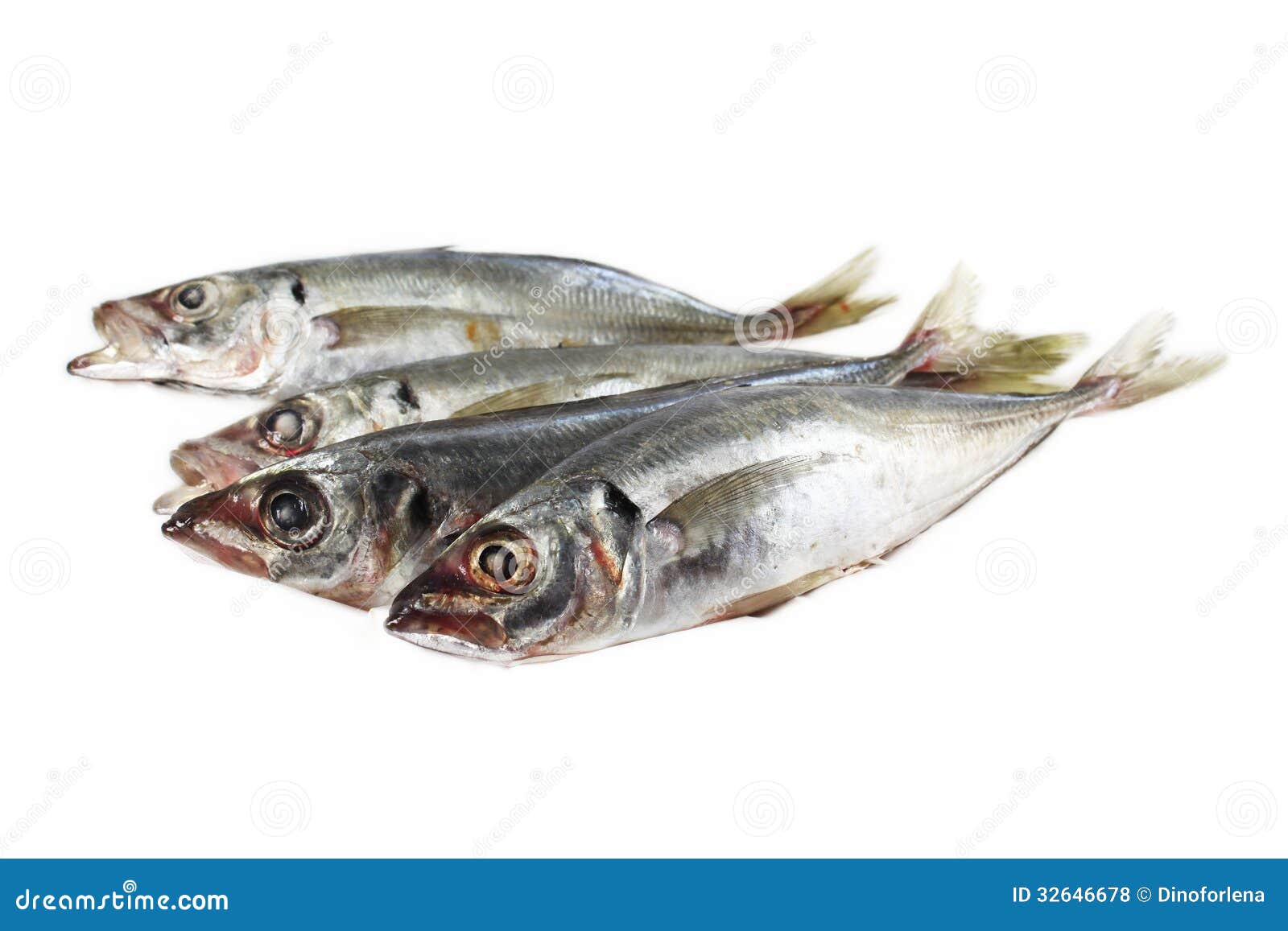 Fish horse mackerel stock photo. Image of fishery, products 32646678