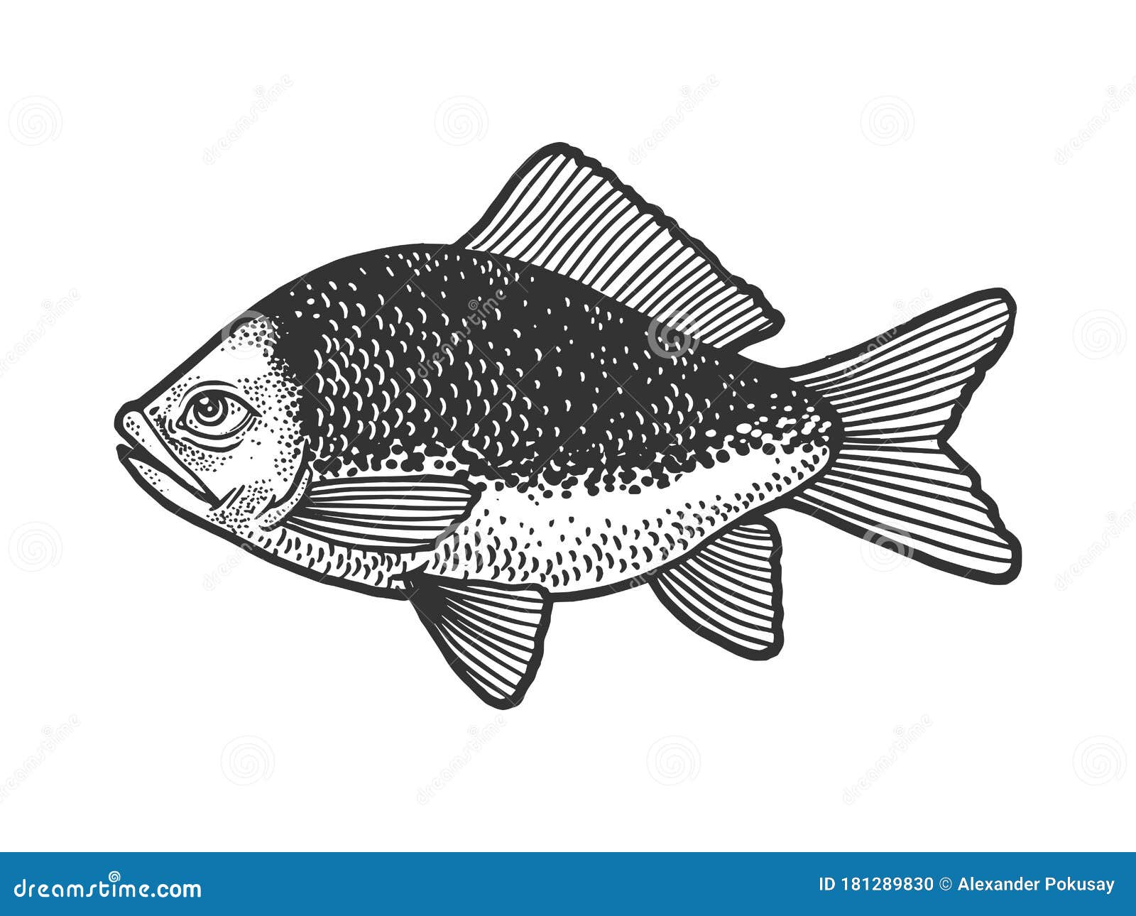Download Fish With Human Eye Sketch Vector Illustration Stock Vector - Illustration of drawn, ocean ...
