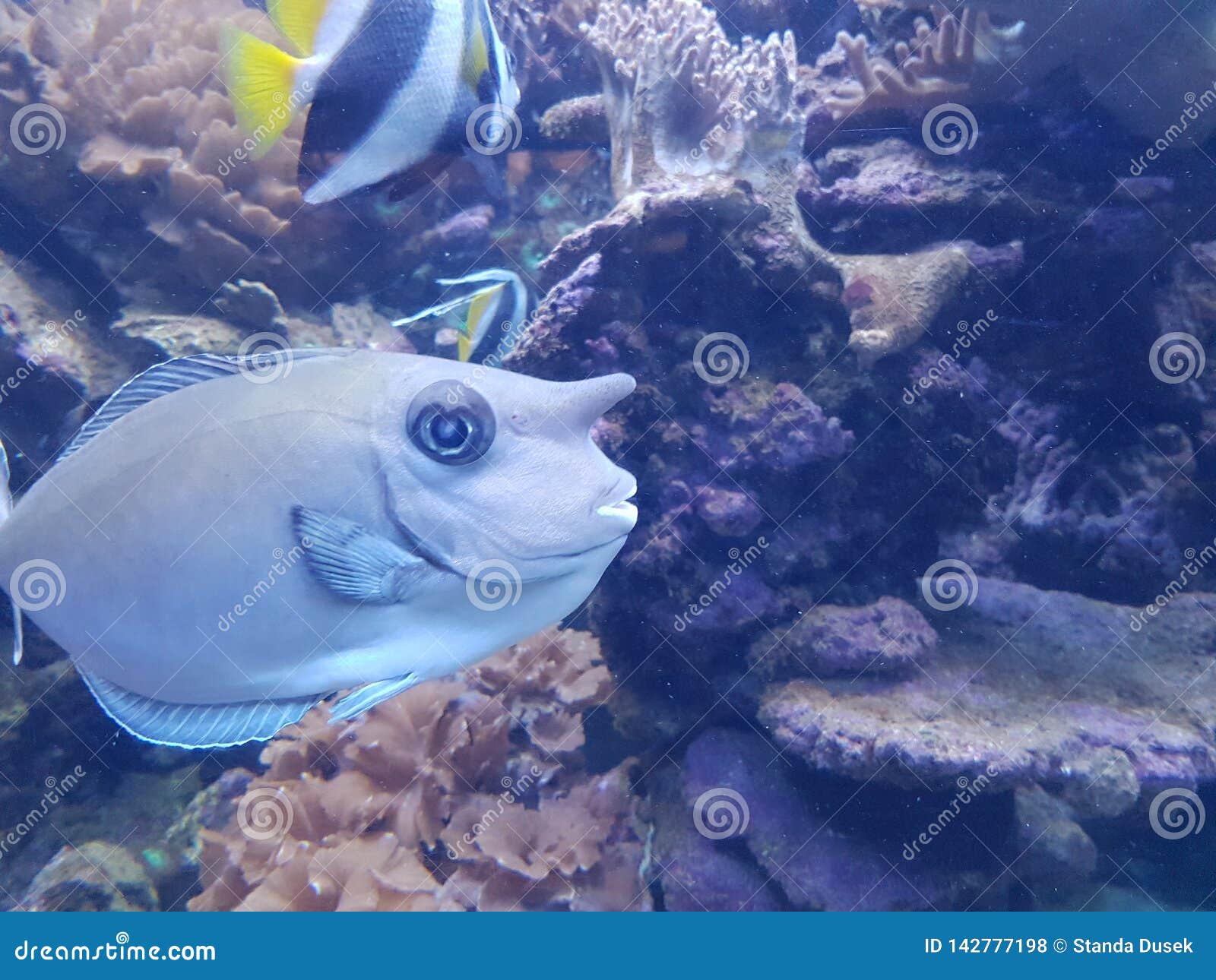Fish with human face stock photo. Image of human, travel 142777198