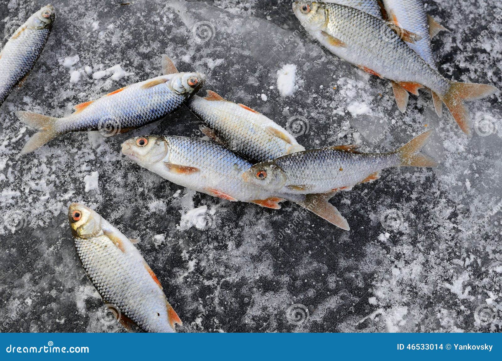 Fish on ice stock photo. Image of fish, caught, snow 46533014