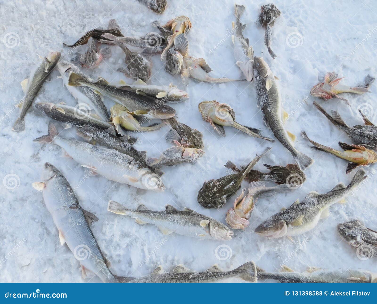 Fish on ice winter fishing stock photo. Image of animal - 131398588