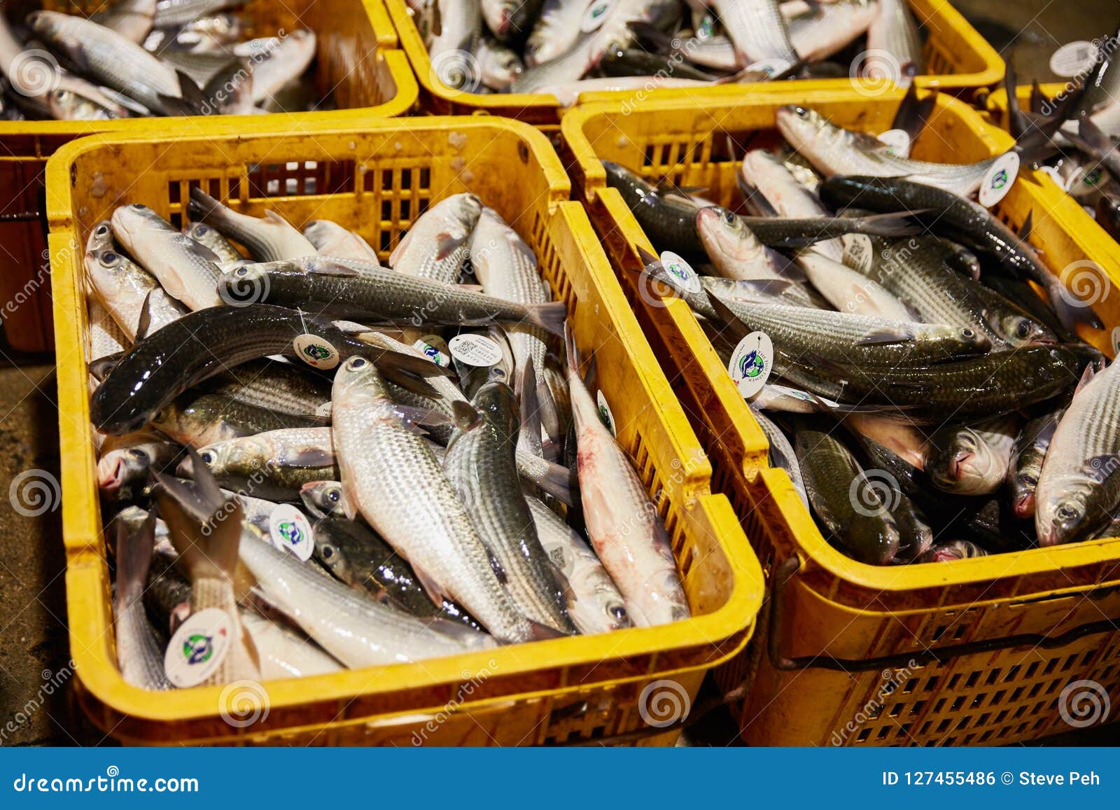 Fish Import Market in Singapore Editorial Photo Image of fresh, meal