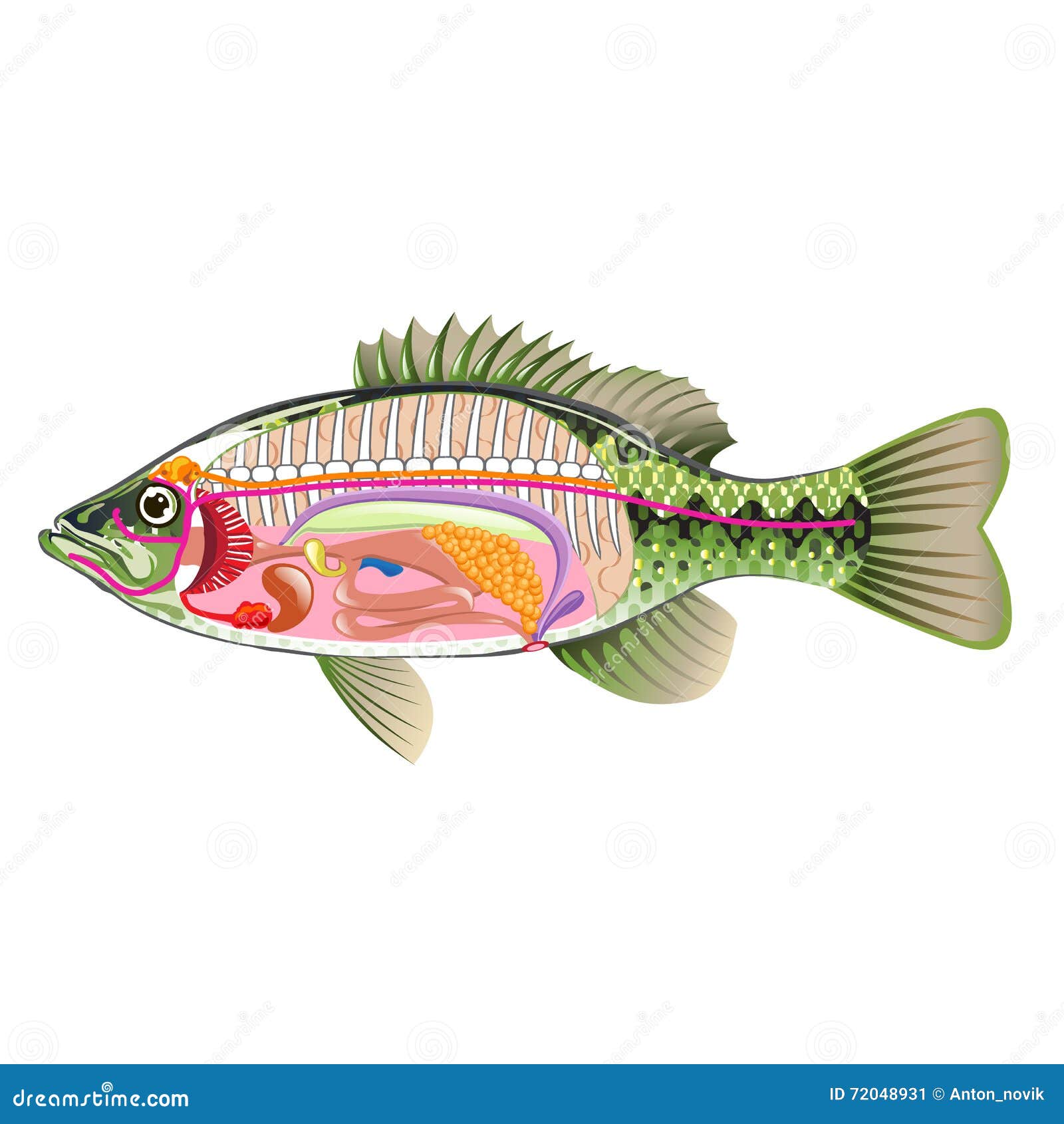 Fish Internal Organs Vector Art Diagram Anatomy Without