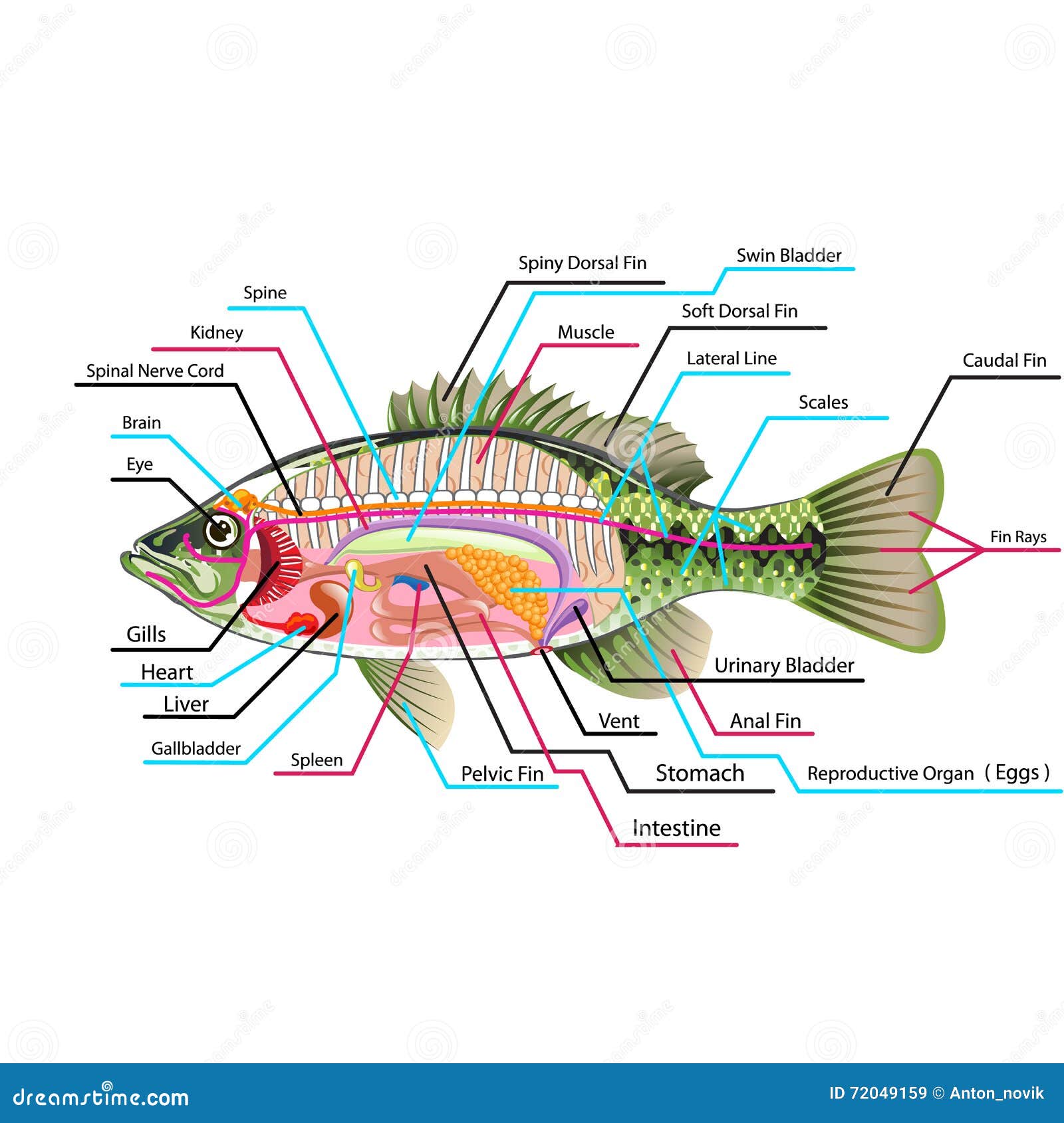 Fish Internal Organs Vector Art Diagram Anatomy With