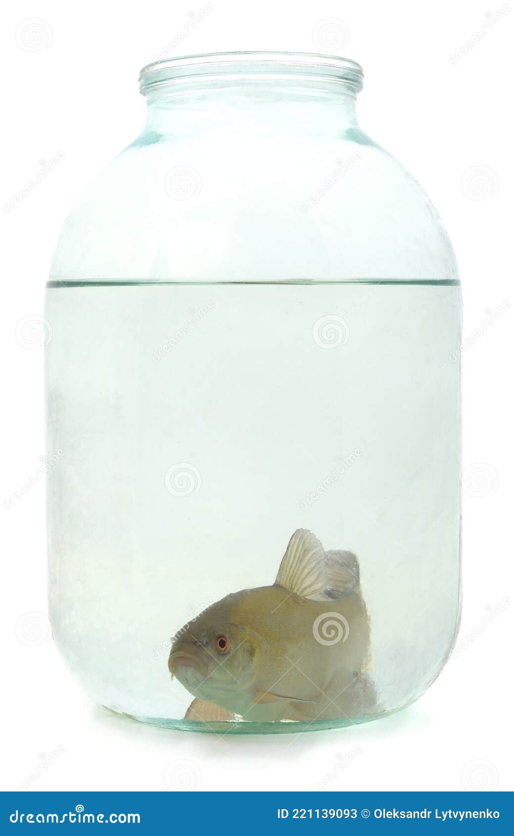 Fish in a jar stock image. Image of movement, sheen 221139093