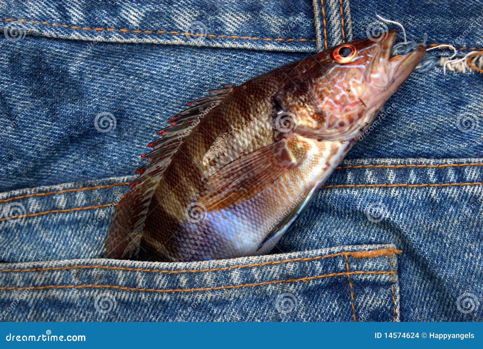 440 Pocket Fish Stock Photos Free & RoyaltyFree Stock Photos from