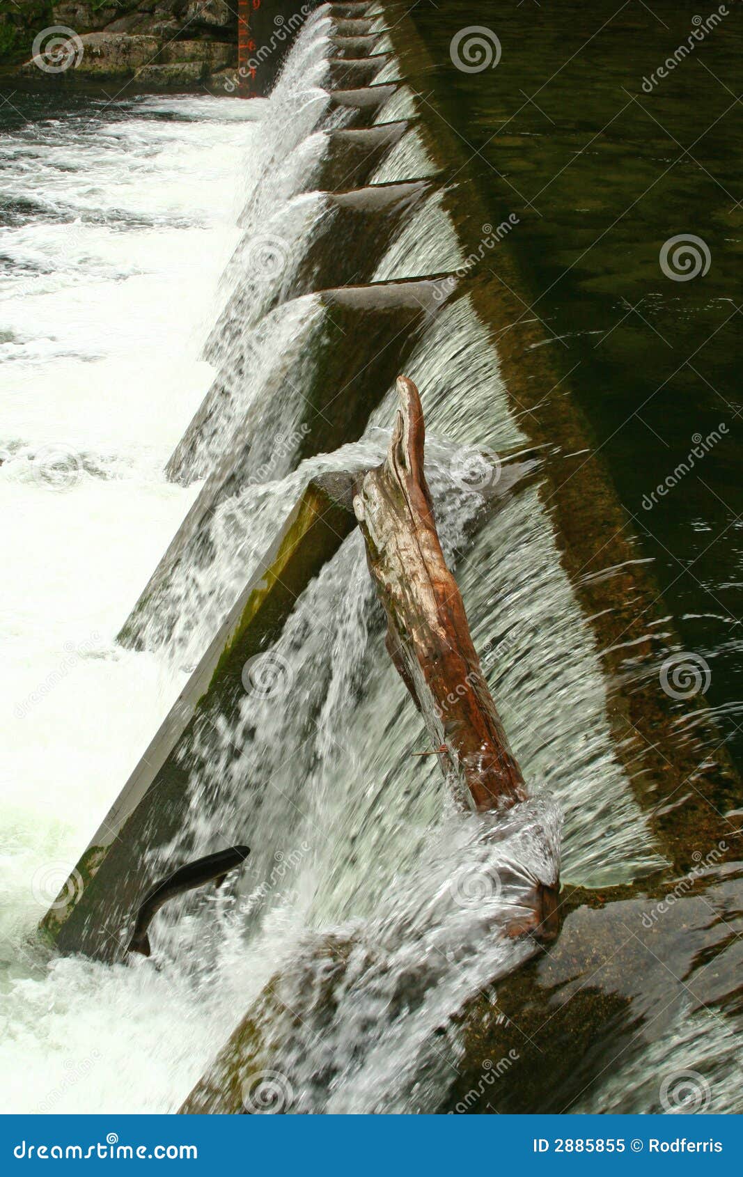 Fish Jumping In Dam Royalty Free Stock Photo Image 2885855