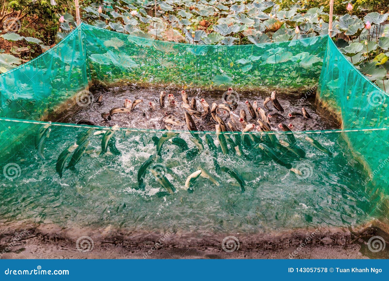 Fish jumping out of the water in Can Tho, Mekong Delta, Vietnam.