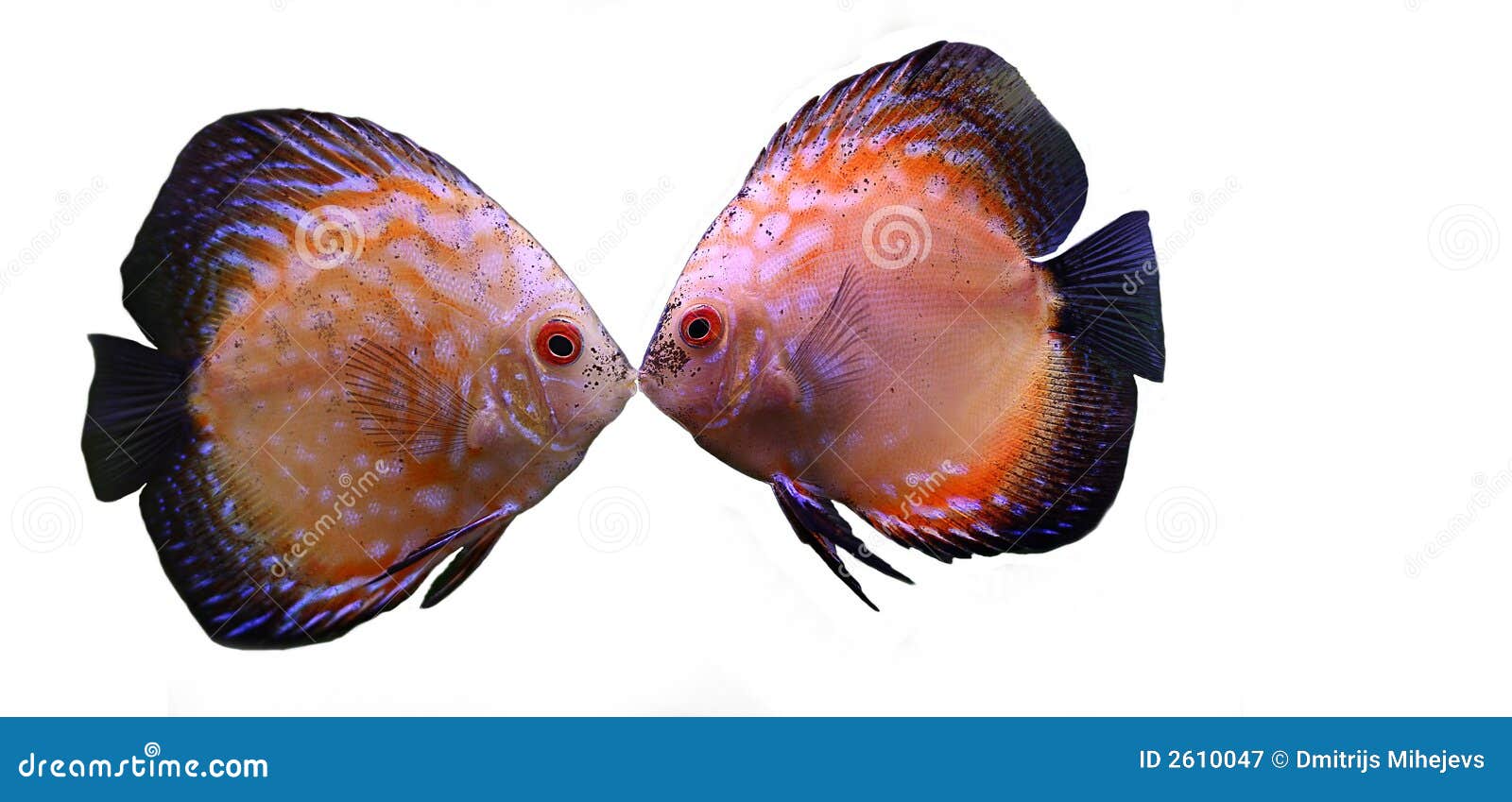 Fish kiss stock image. Image of animal, love, freshwater