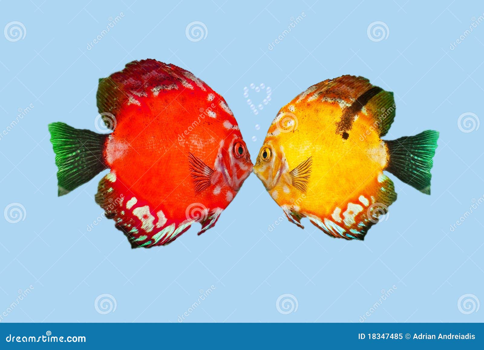Fish kiss isolated immagine stock. Immagine di boyfriend 18347485