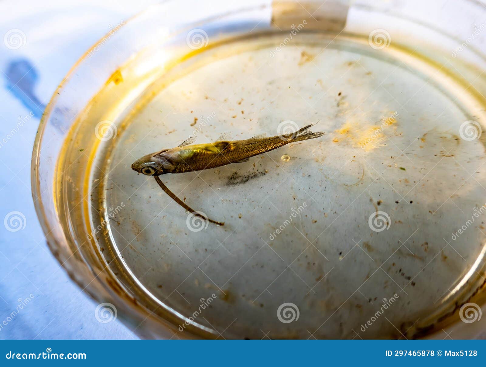 Fish Leech Stuck To a Fish Fry Stock Photo - Image of bleeder