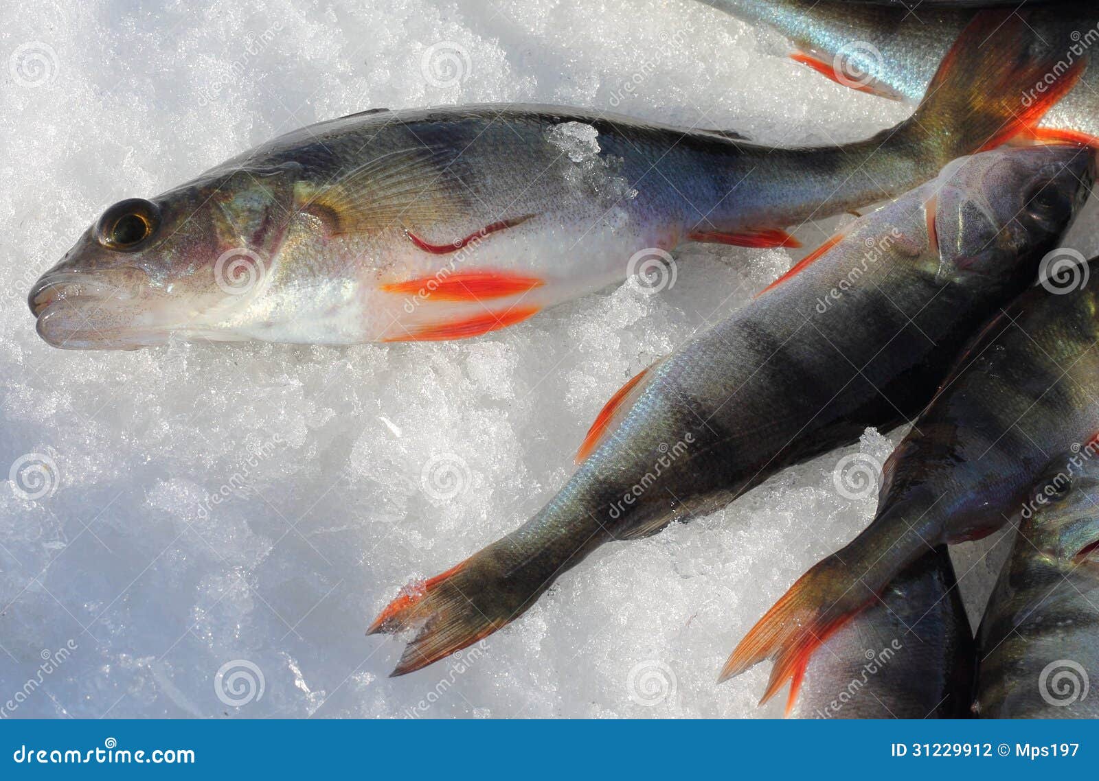 Fish leech on a perch stock photo. Image of catch, perca - 31229912