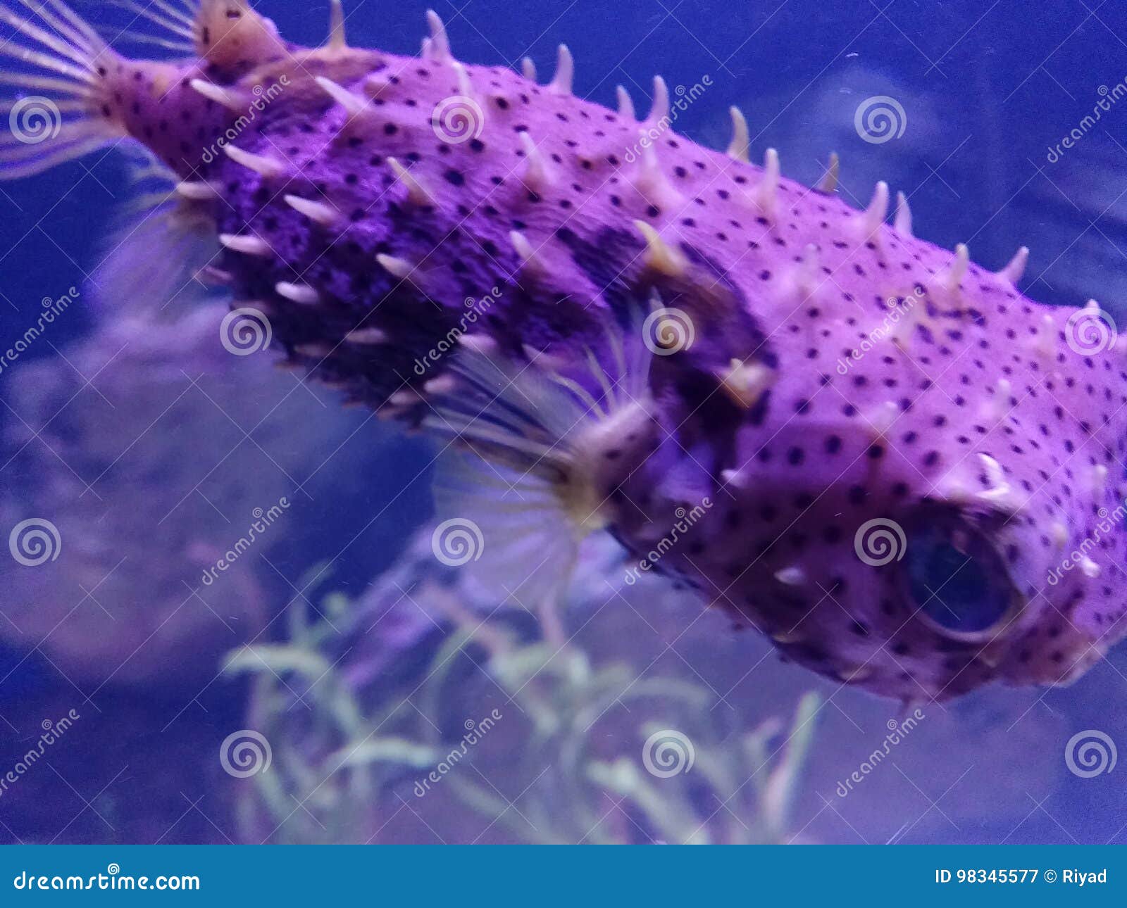 Fish Life stock image. Image of fish, florida, aquarium 98345577